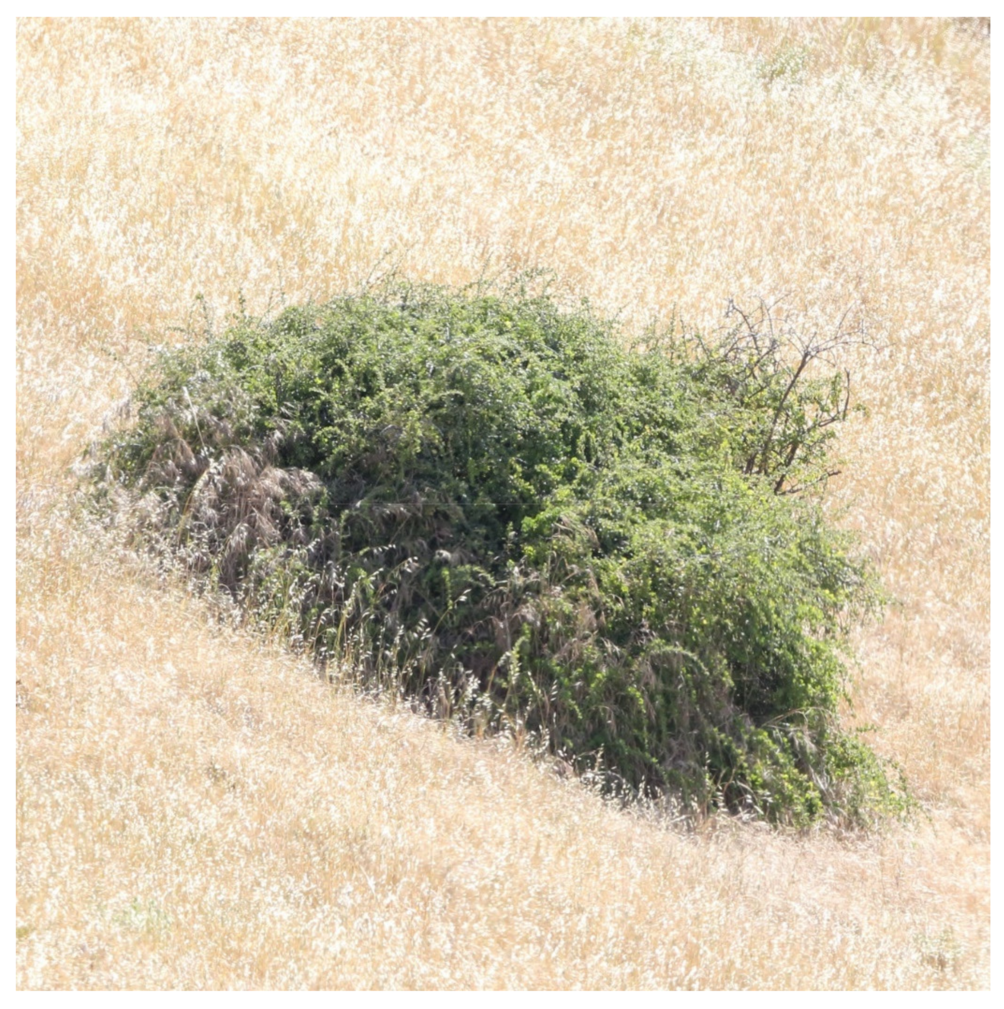 Diversity 13 00540 g014