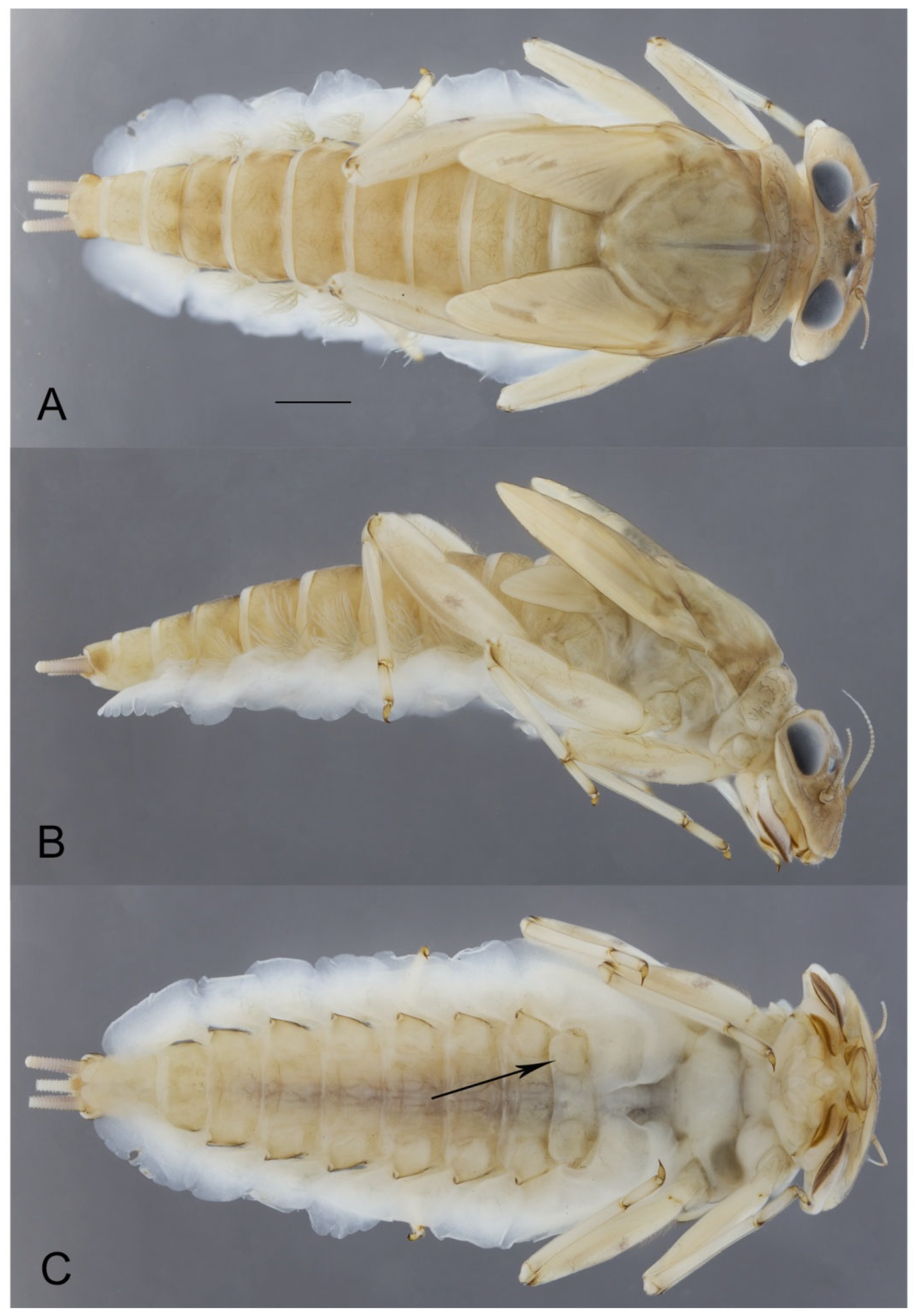 Diversity 13 00547 g004 Diversity 13 00547 g004