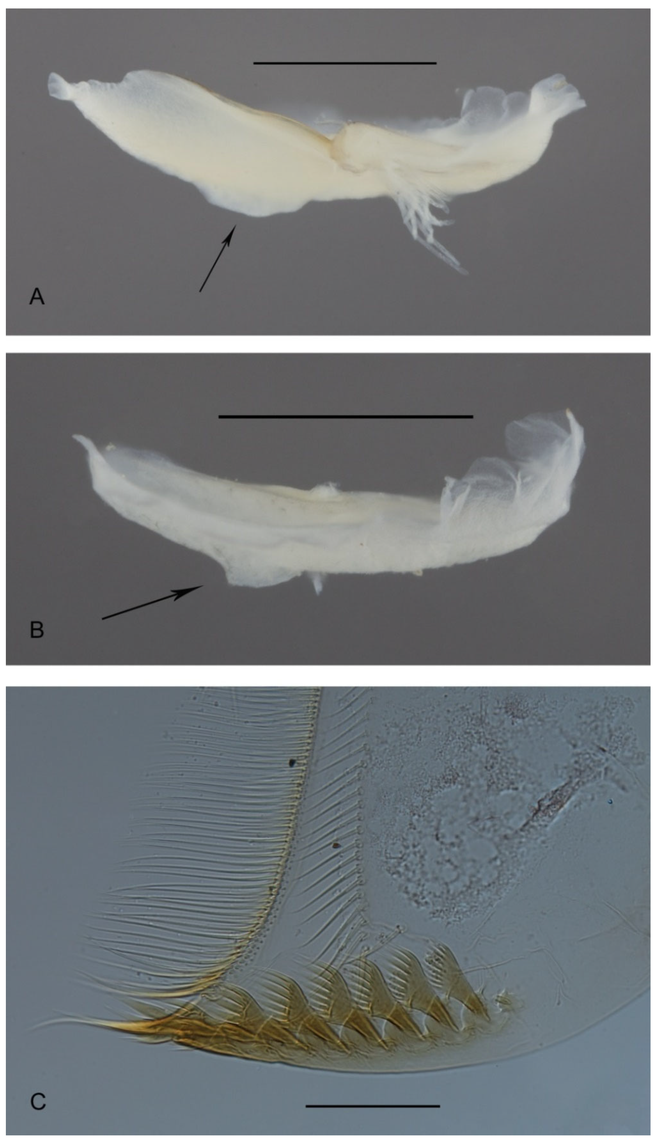 Diversity 13 00547 g005 Diversity 13 00547 g005