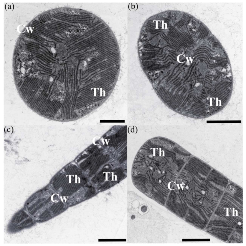 Diversity 13 00548 g002