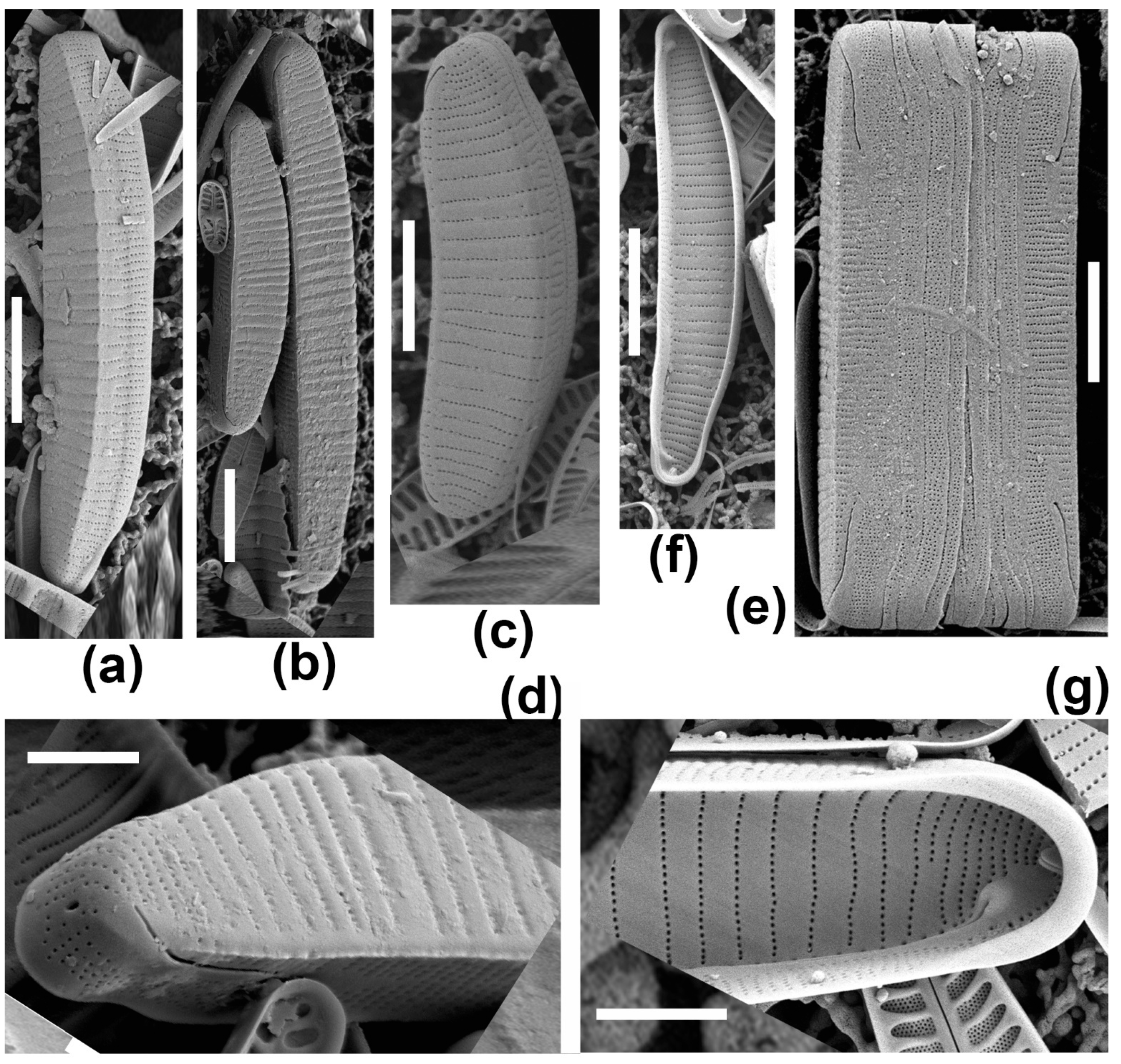 Diversity 13 00549 g002 Diversity 13 00549 g002