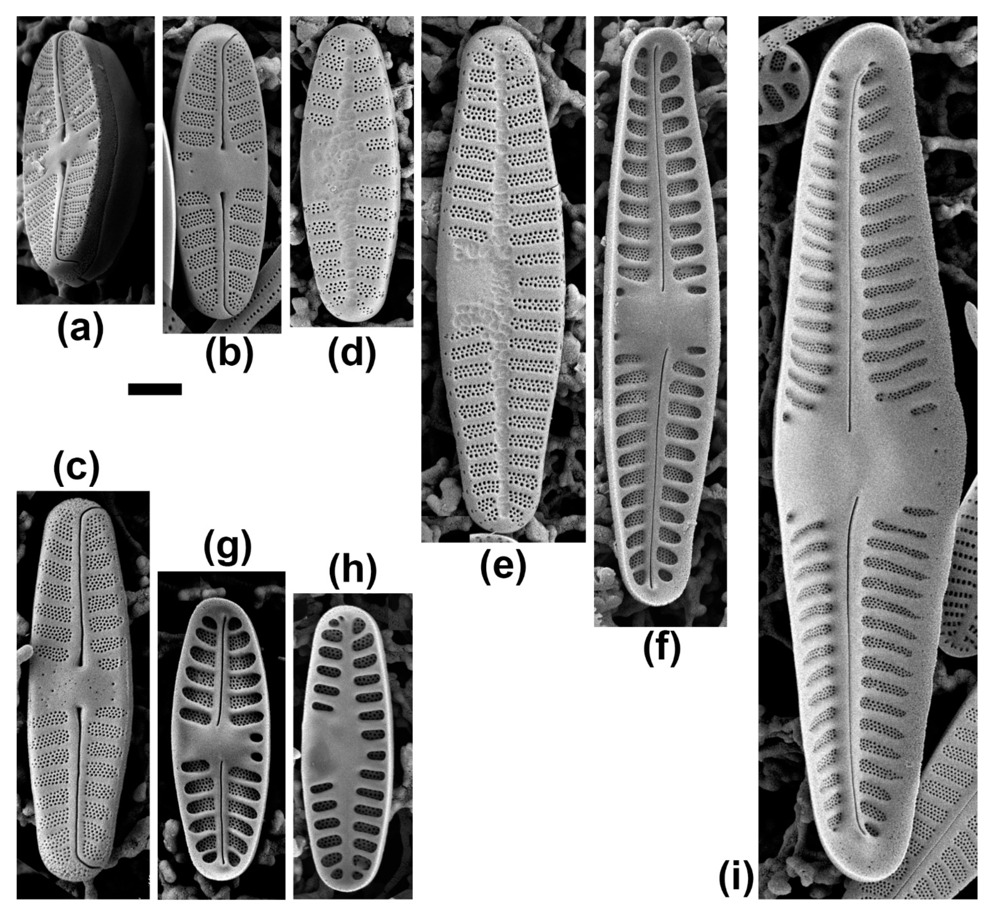Diversity 13 00549 g005 Diversity 13 00549 g005