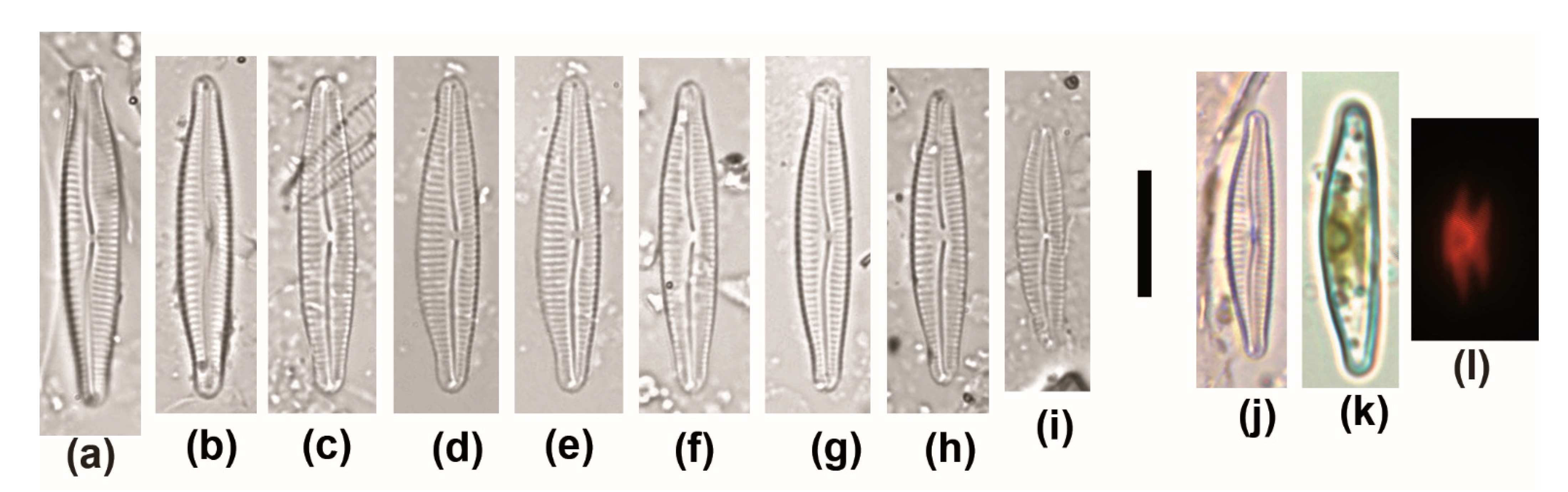 Diversity 13 00549 g007 Diversity 13 00549 g007
