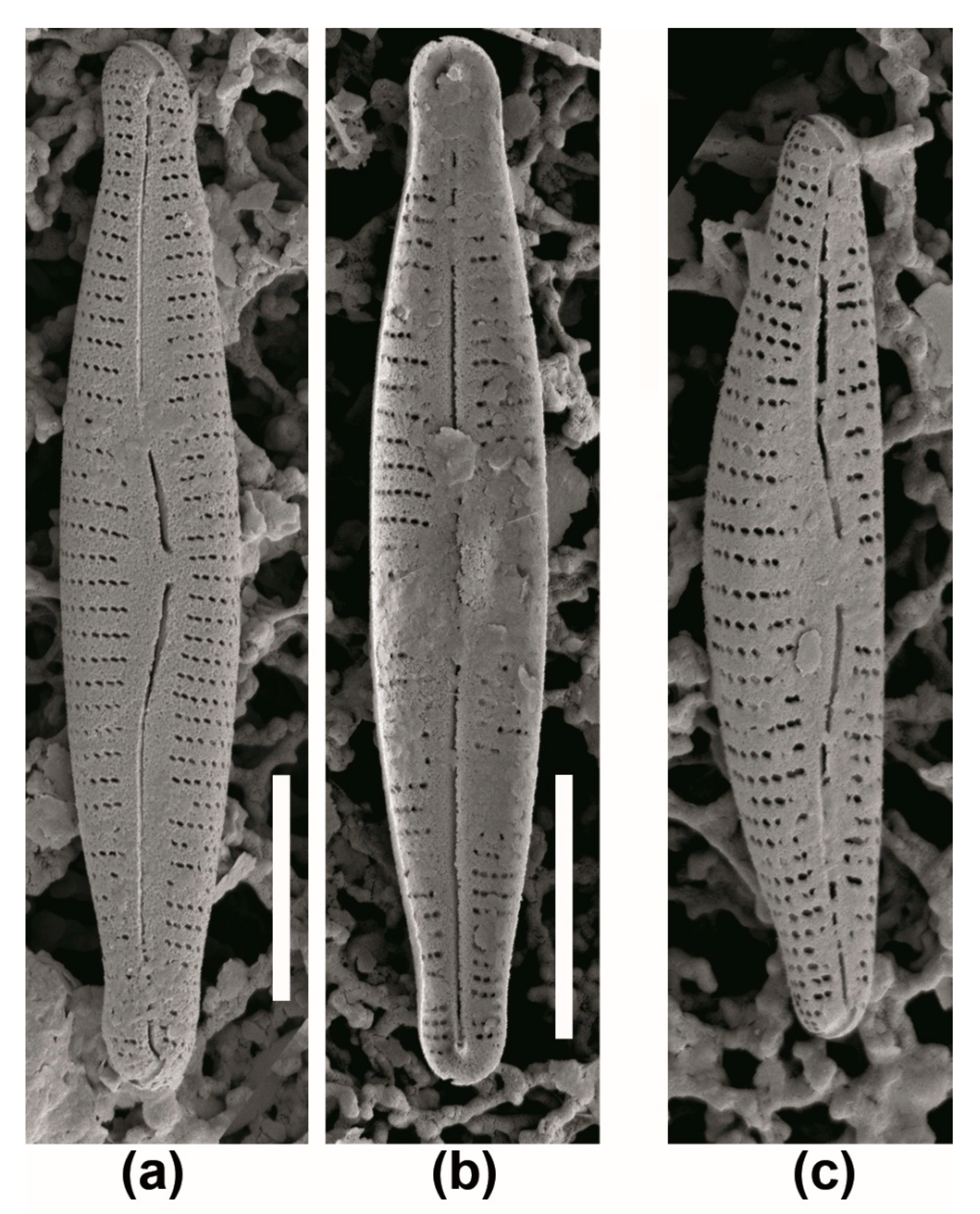 Diversity 13 00549 g008 Diversity 13 00549 g008