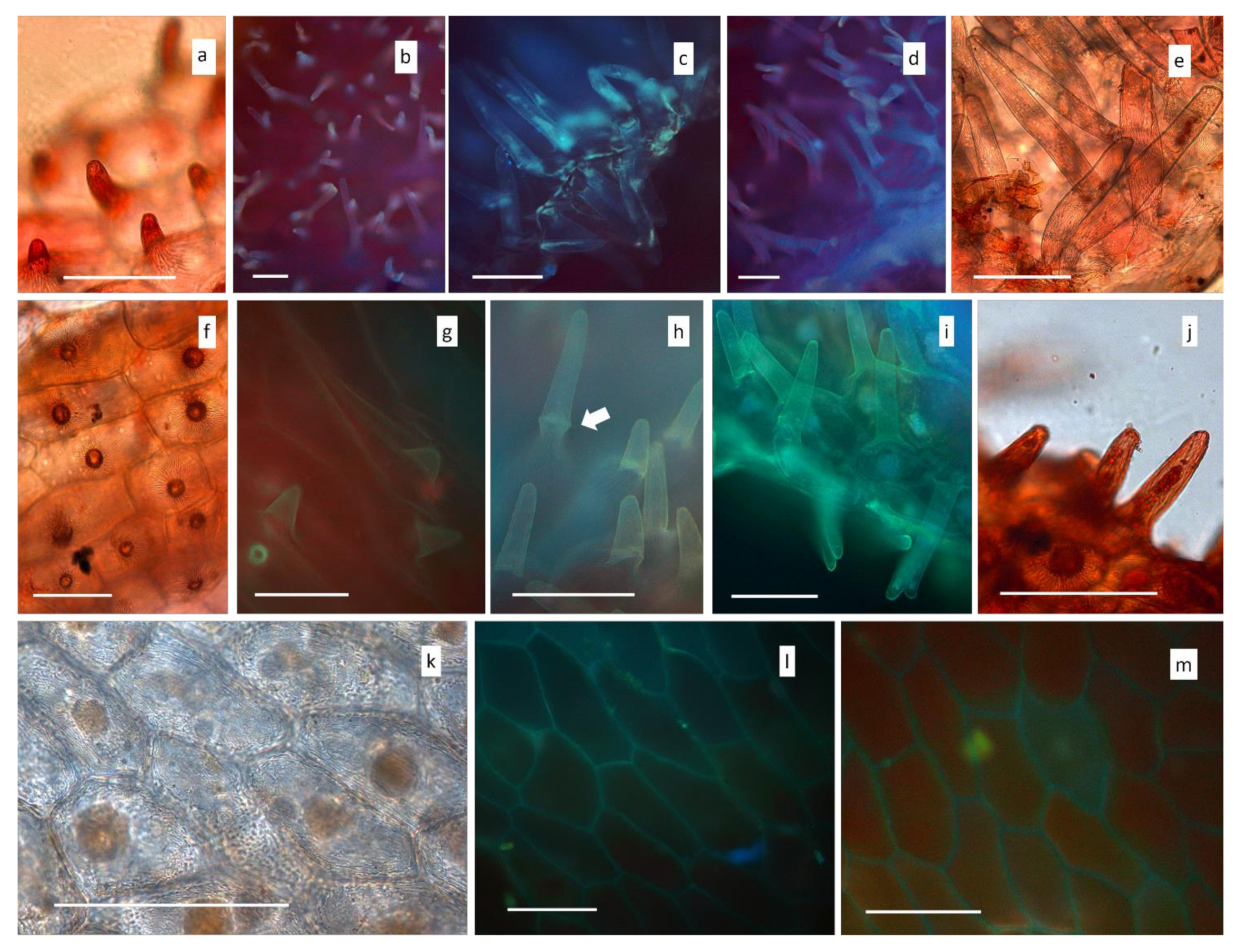 Diversity 13 00550 g004