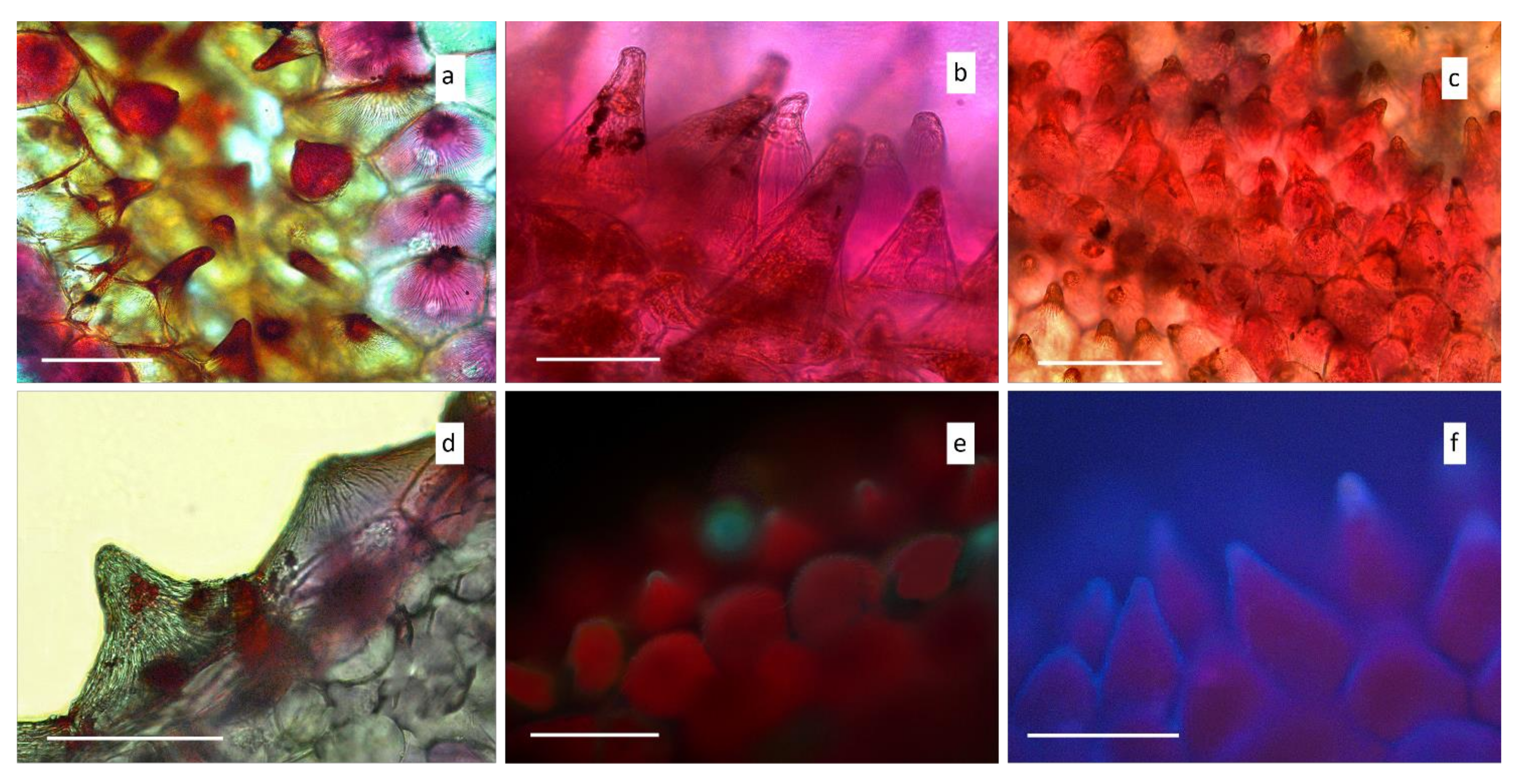 Diversity 13 00550 g005