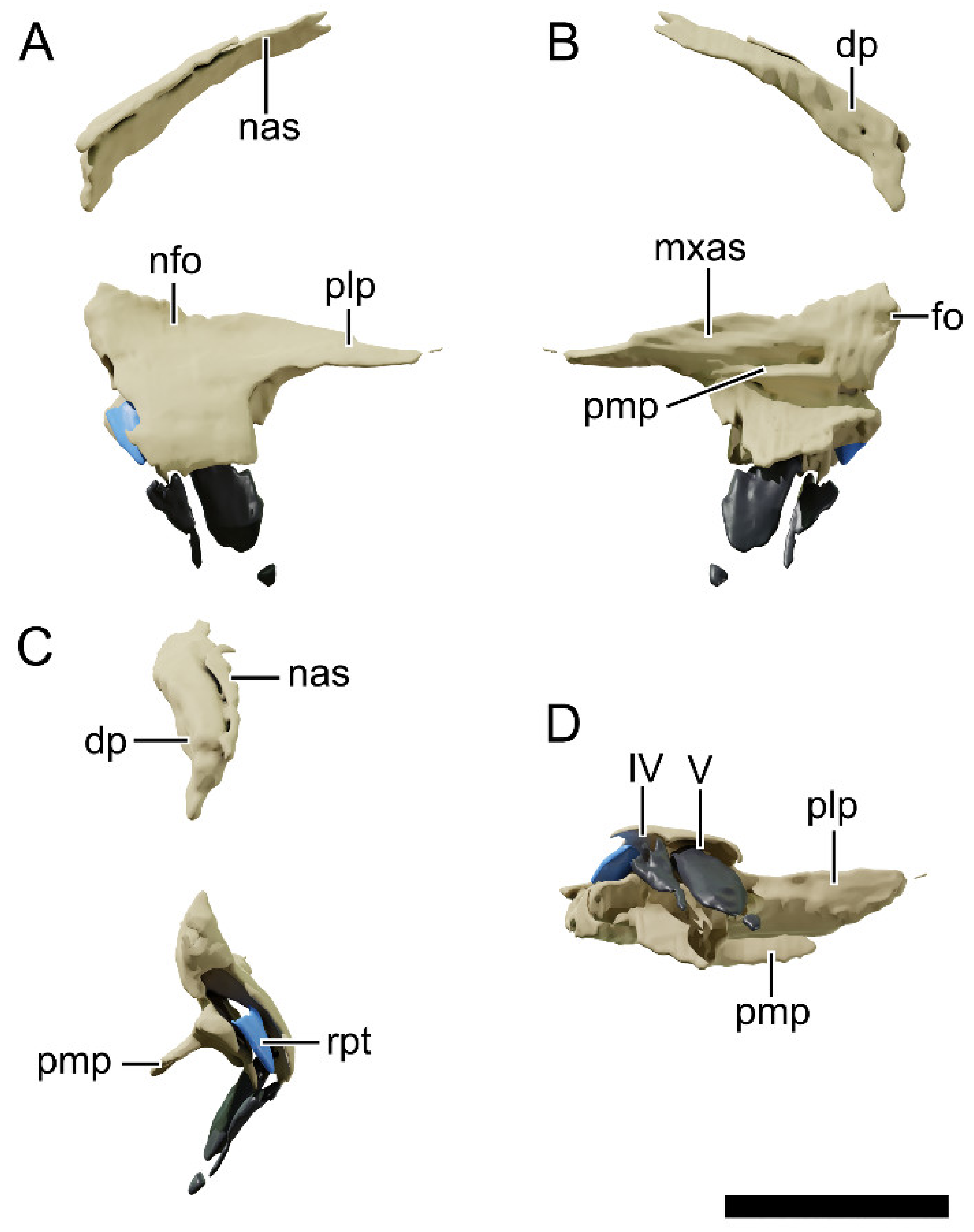 Diversity 13 00561 g008