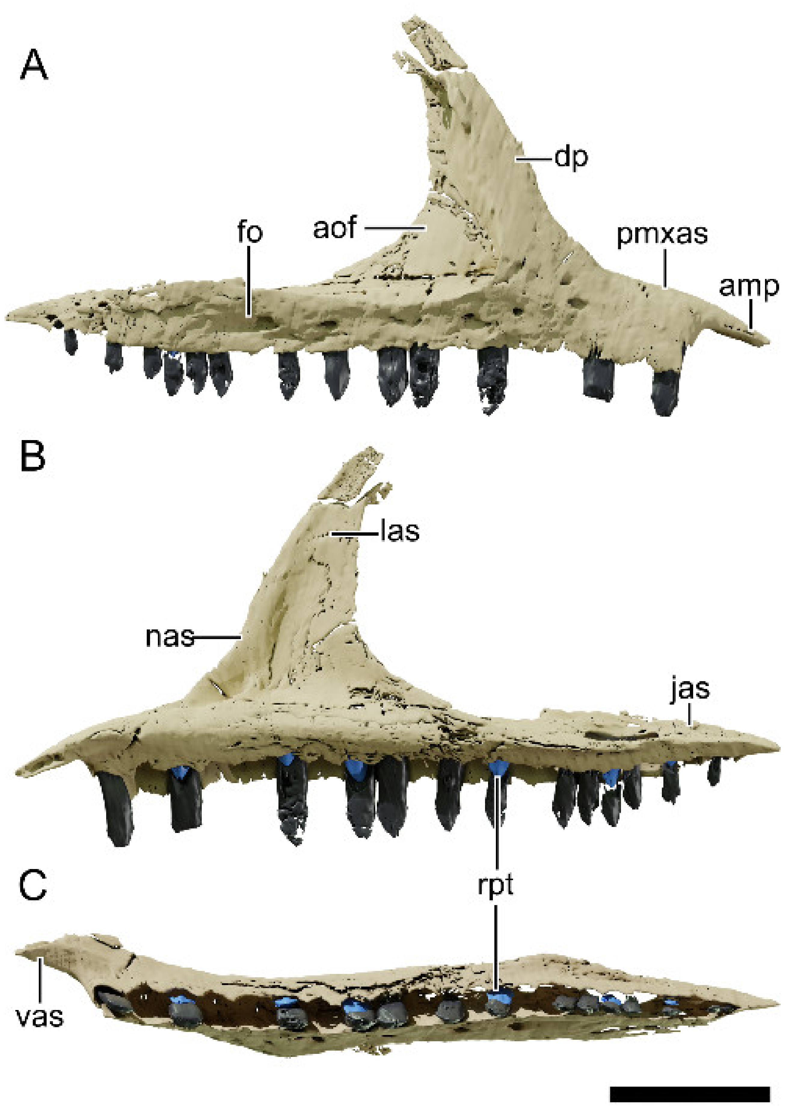 Diversity 13 00561 g011