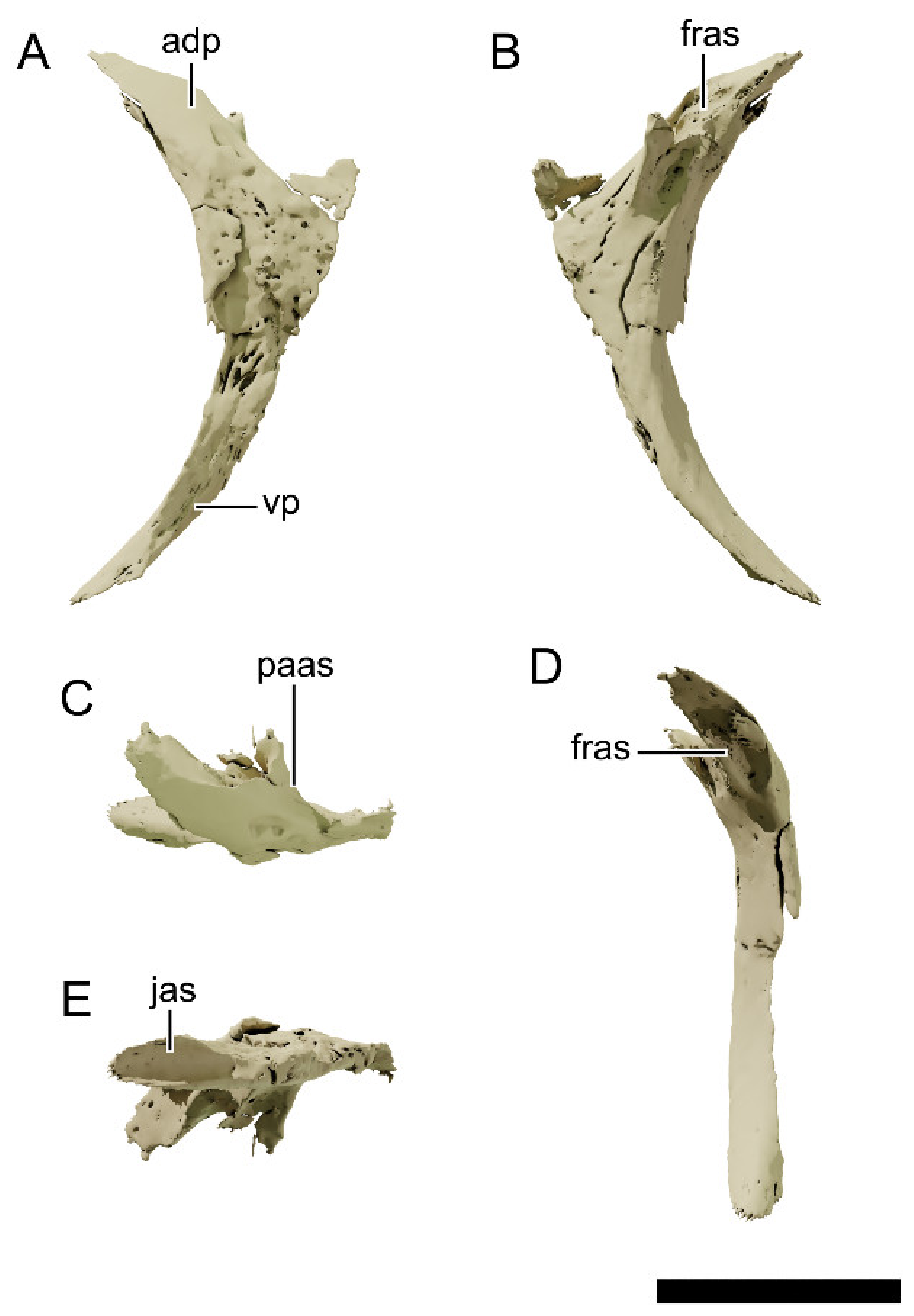 Diversity 13 00561 g015