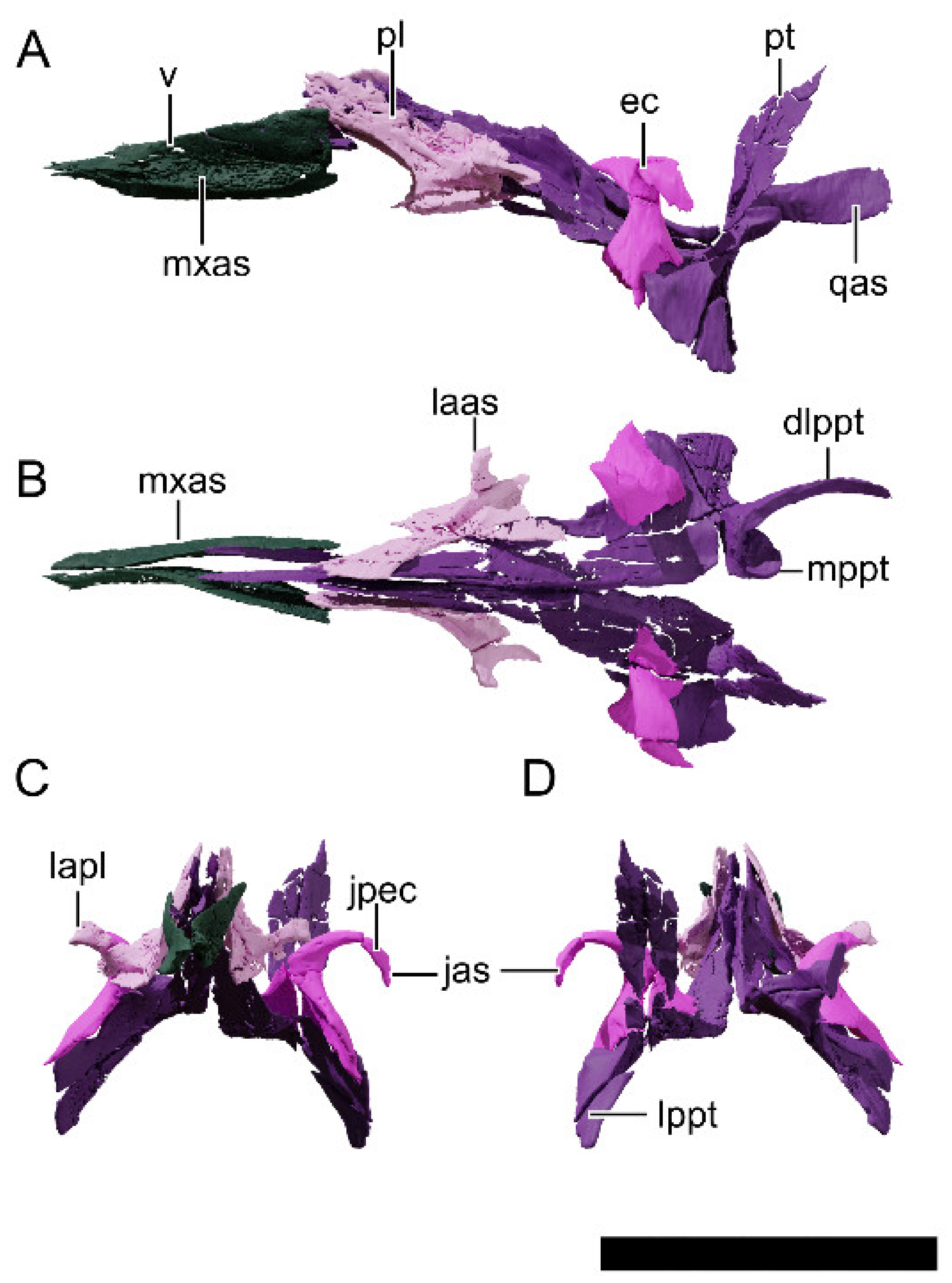 Diversity 13 00561 g026