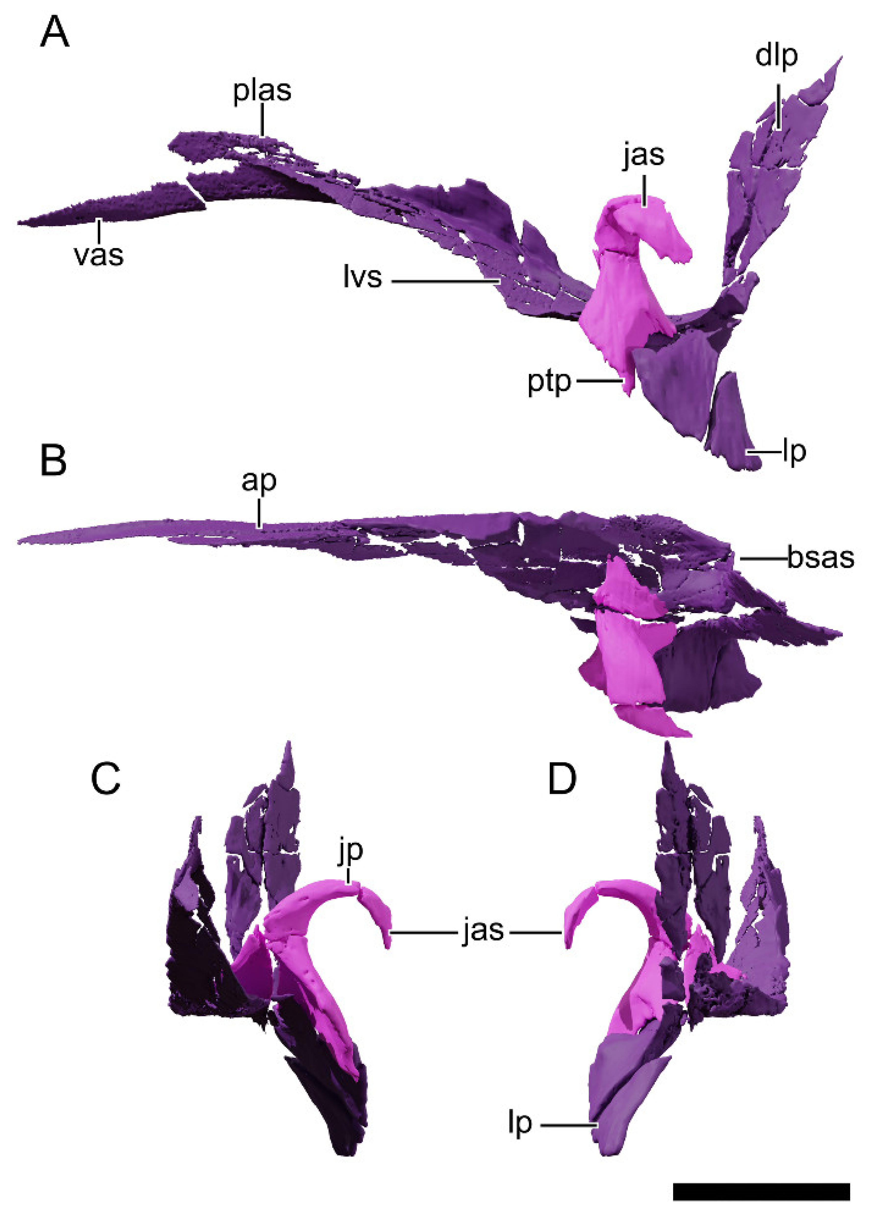 Diversity 13 00561 g028