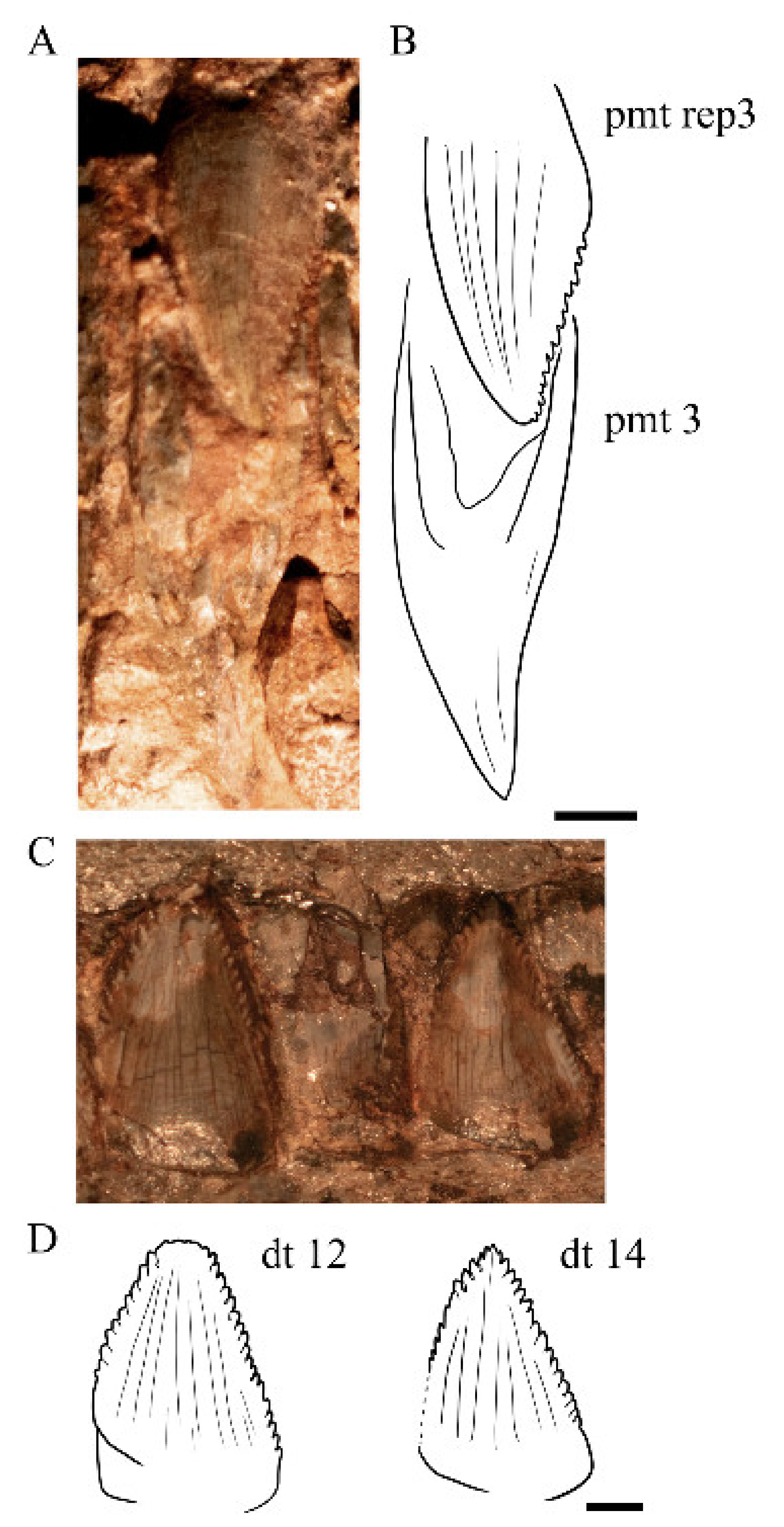 Diversity 13 00561 g033