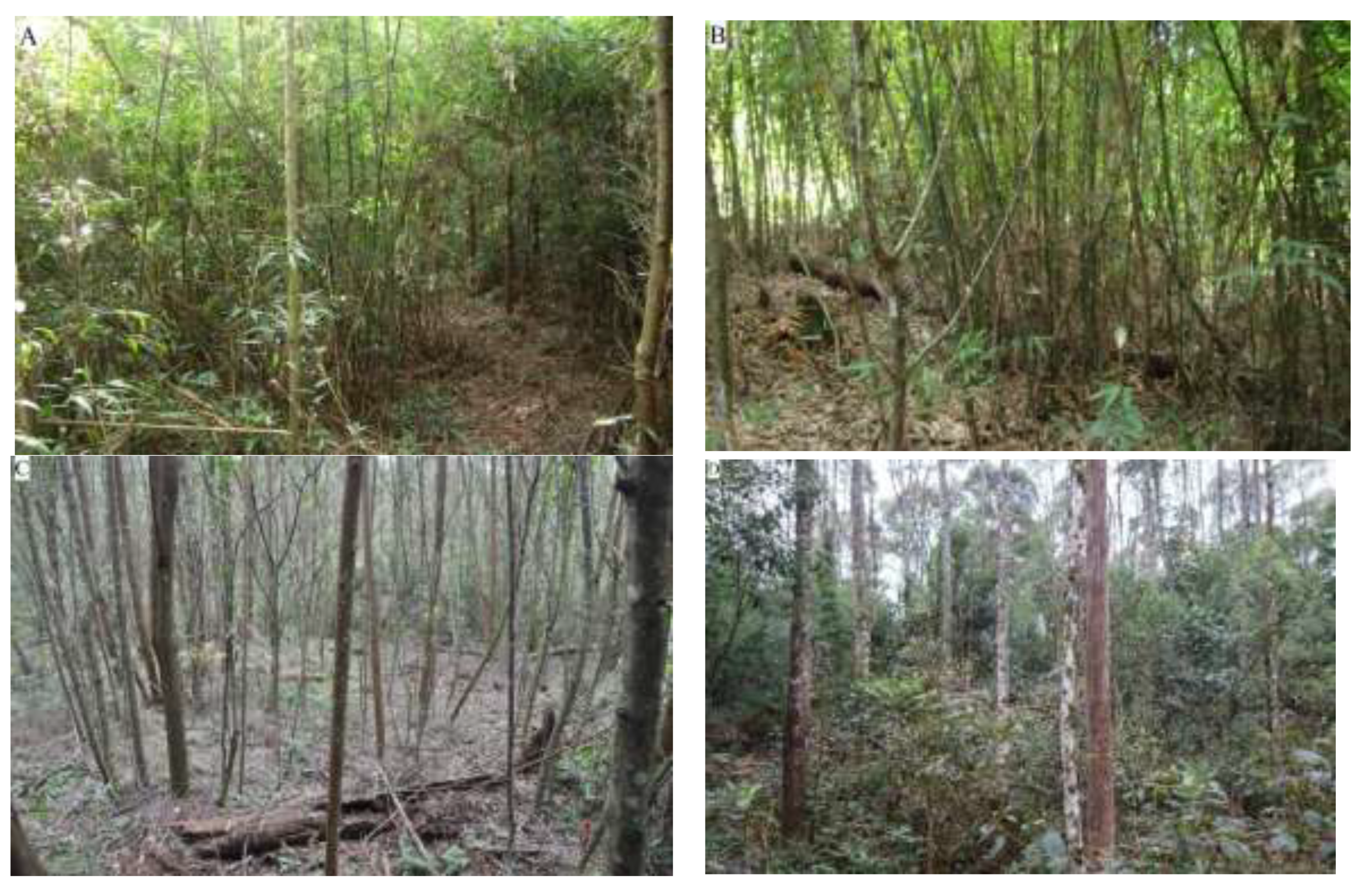 Diversity 13 00567 g002 Diversity 13 00567 g002