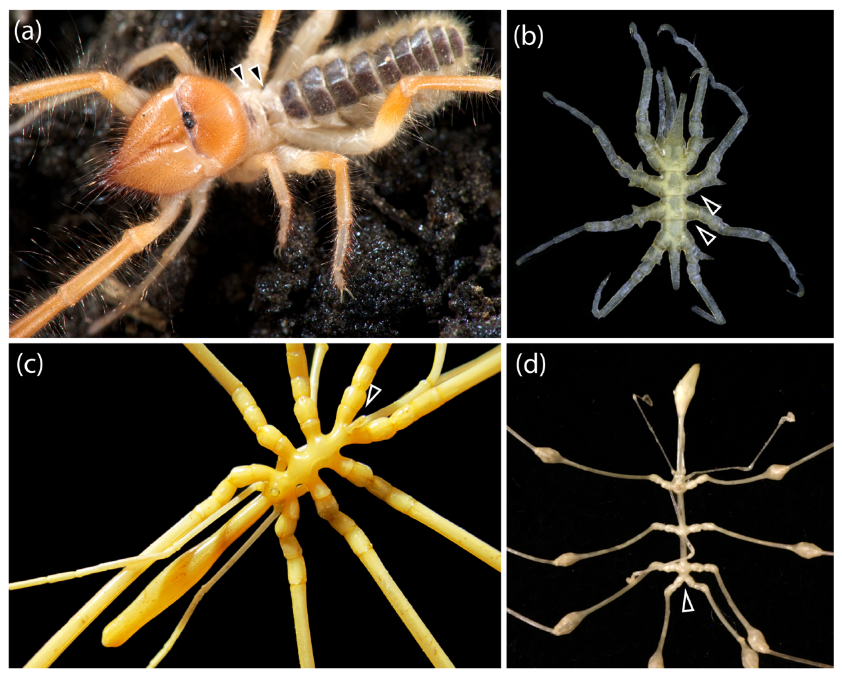 Diversity 13 00568 g006