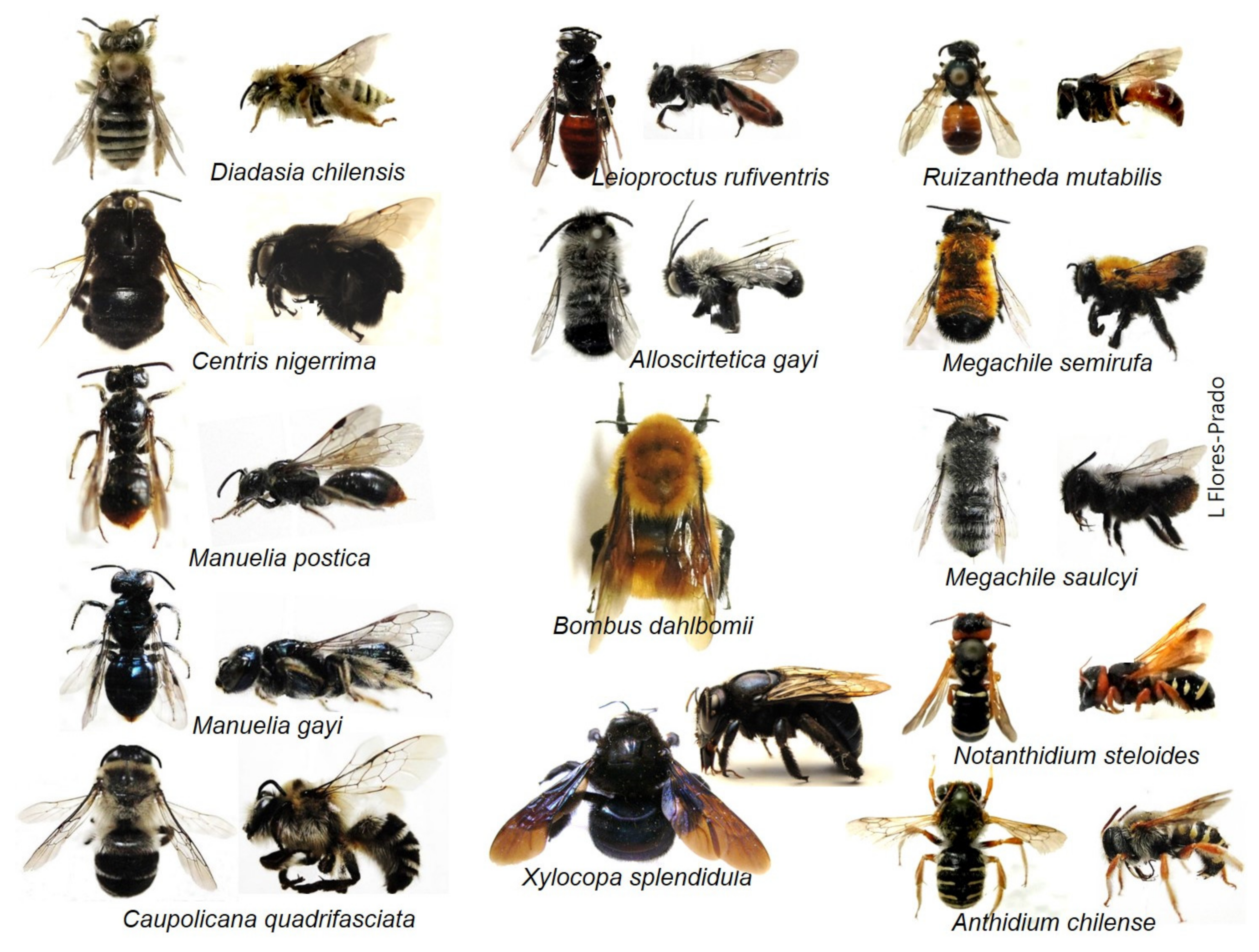 Diversity 13 00571 g002 Diversity 13 00571 g002