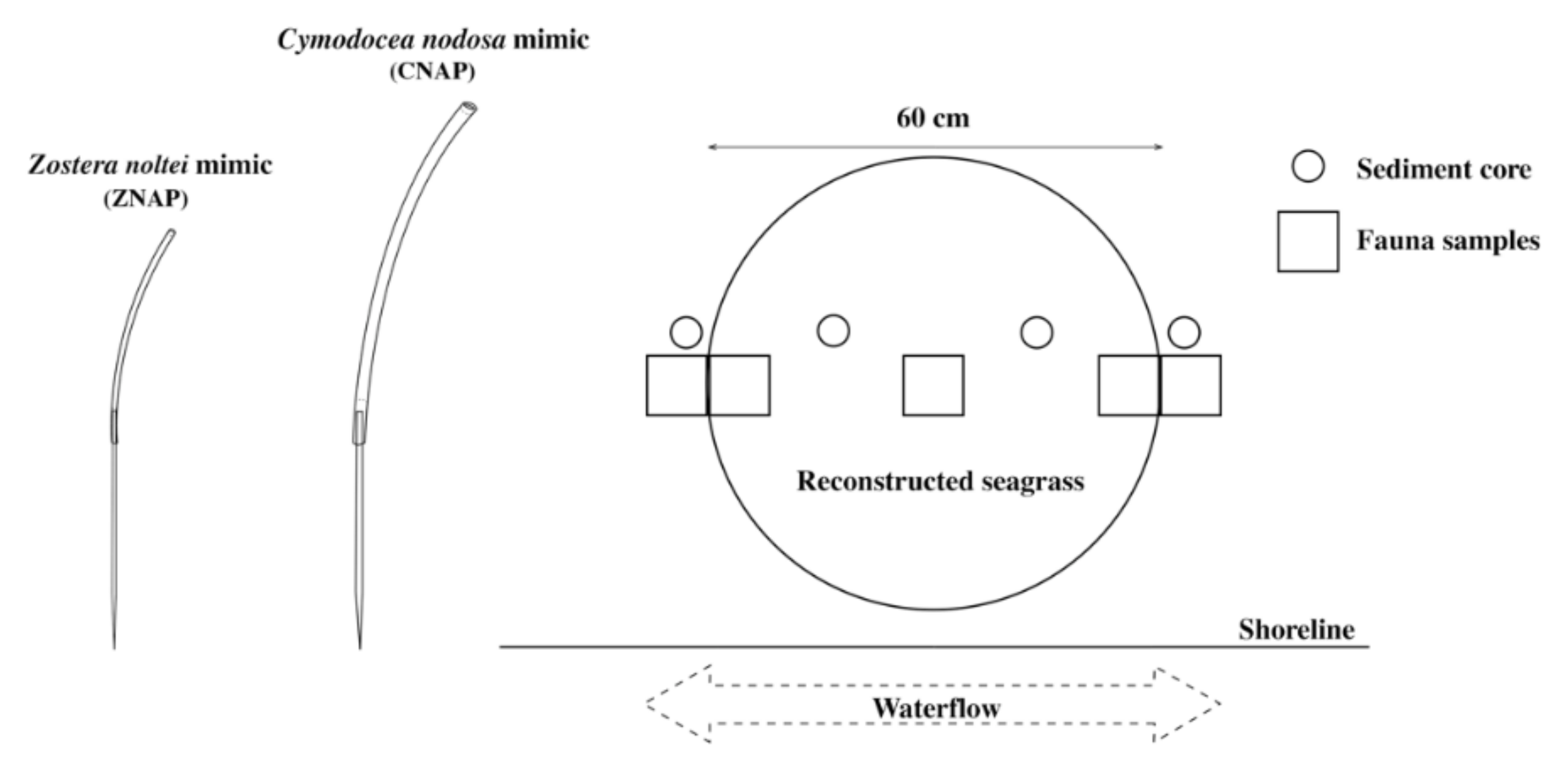 Diversity 13 00572 g002 Diversity 13 00572 g002