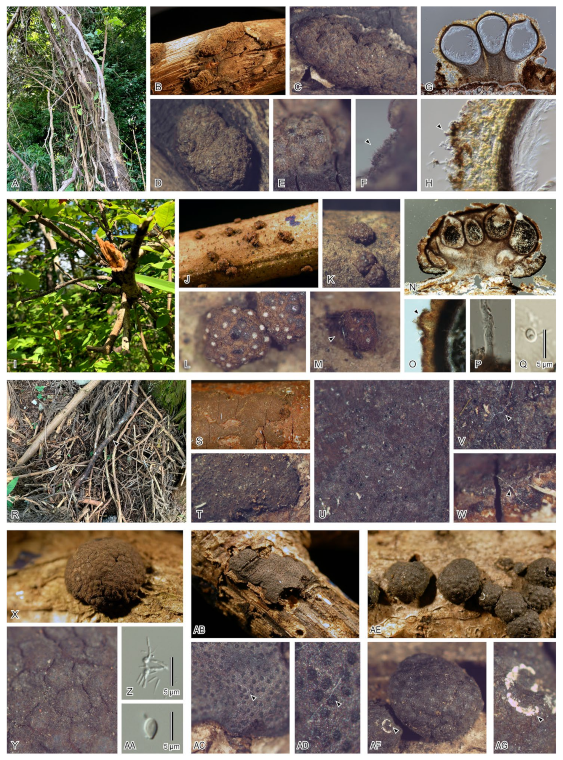 Diversity | Free Full-Text | Notes on Some Interesting Sporocarp-Inhabiting Fungi Isolated from Xylarialean Fungi in Japan Diversity | Free Full-Text | Notes on Some Interesting Sporocarp-Inhabiting Fungi Isolated from Xylarialean Fungi in Japan