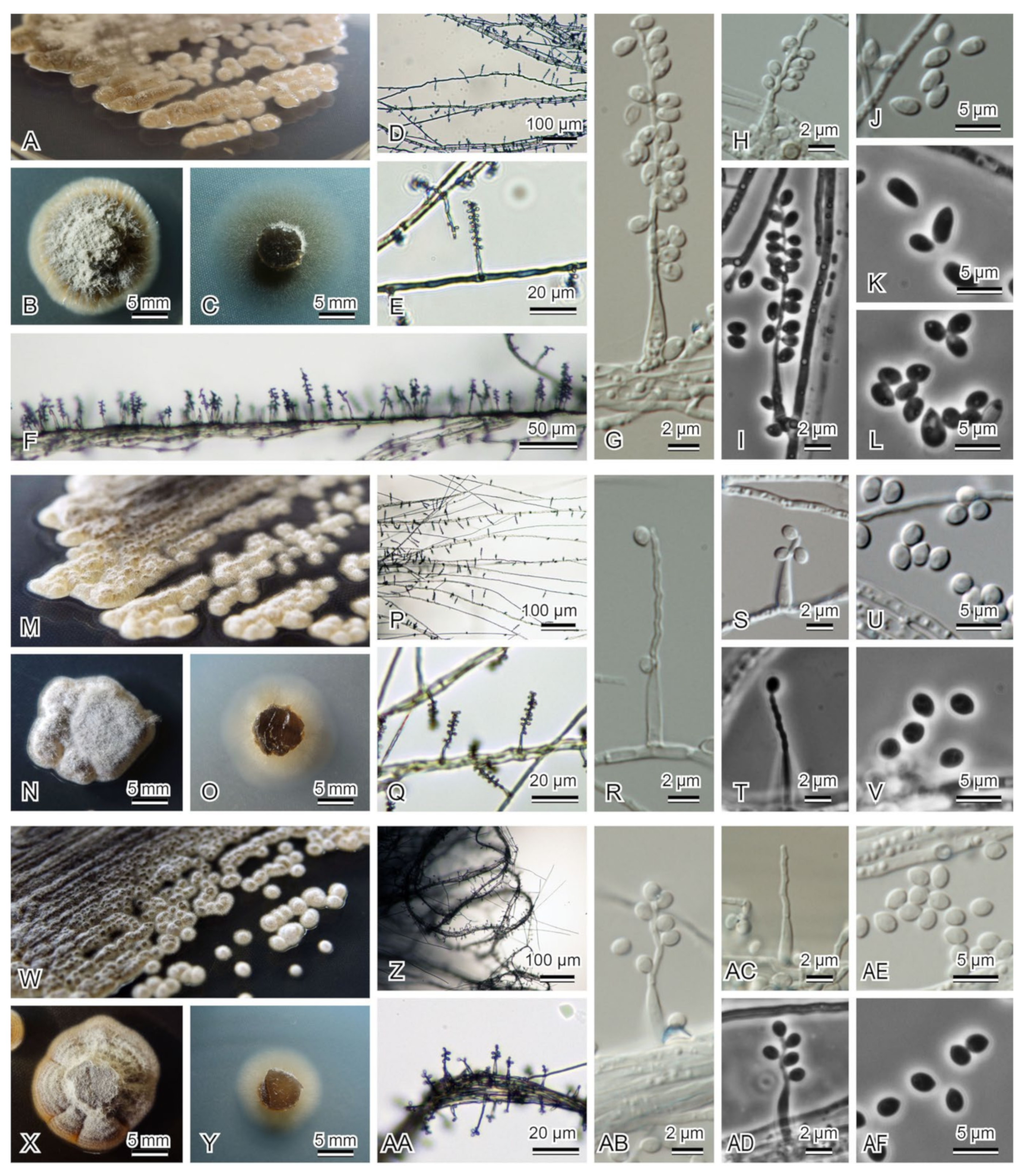 Diversity 13 00574 g002 Diversity 13 00574 g002