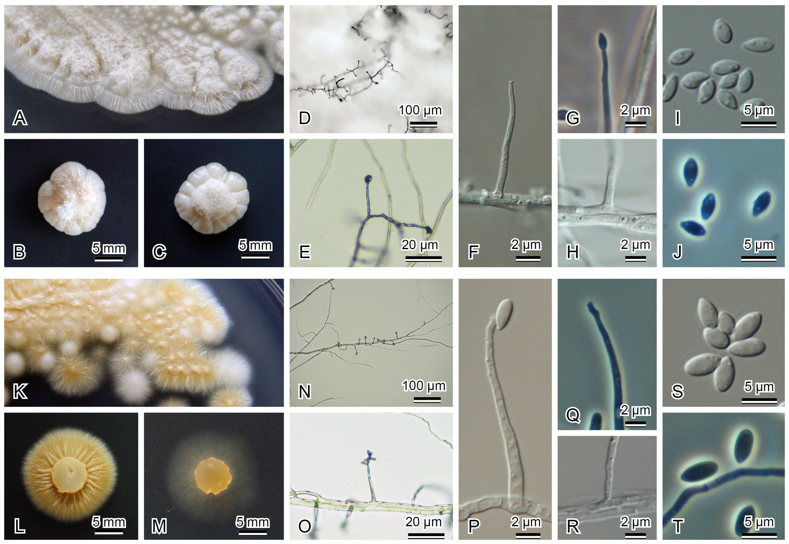 Diversity 13 00574 g003 Diversity 13 00574 g003