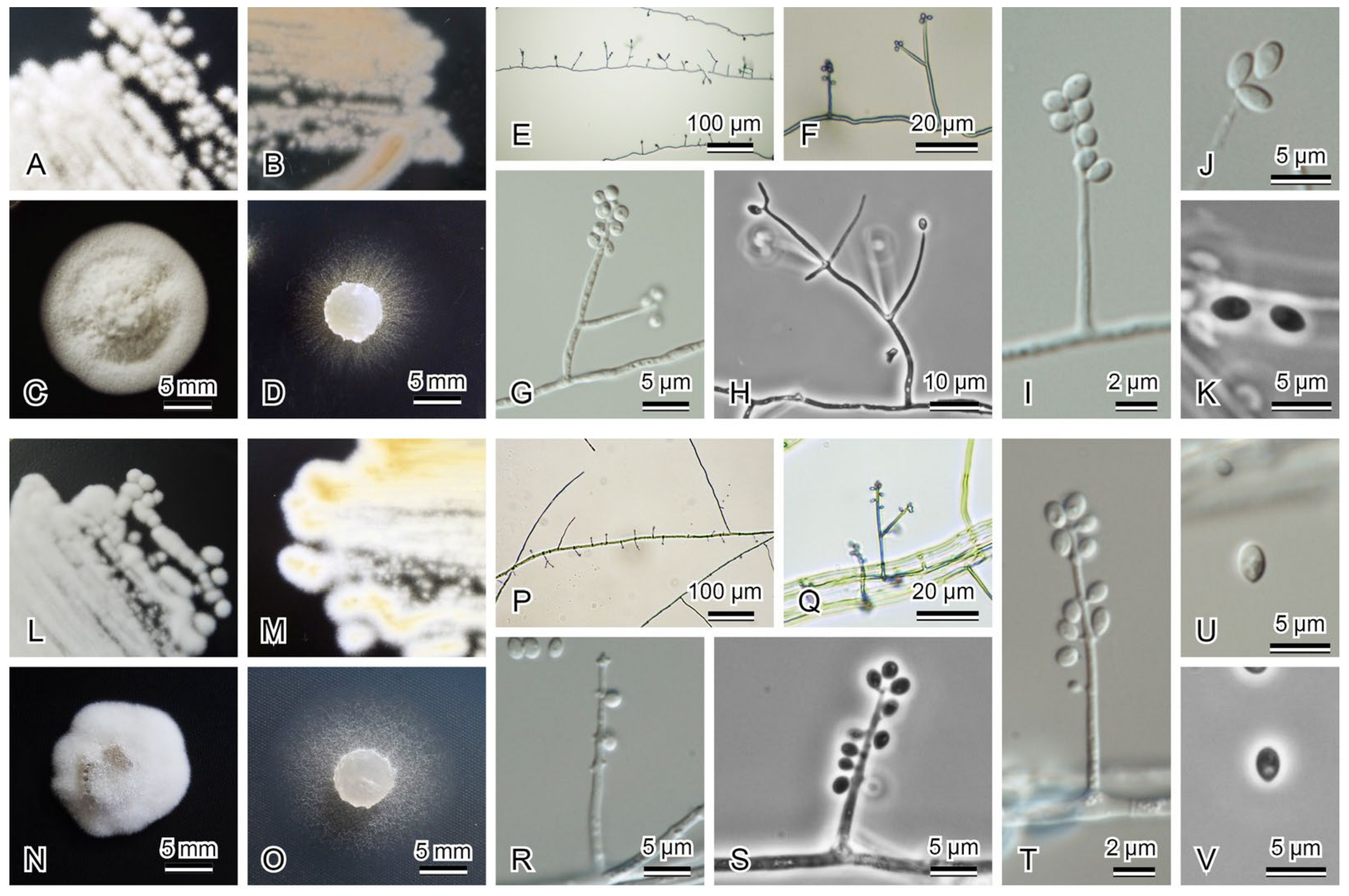 Diversity 13 00574 g004 Diversity 13 00574 g004