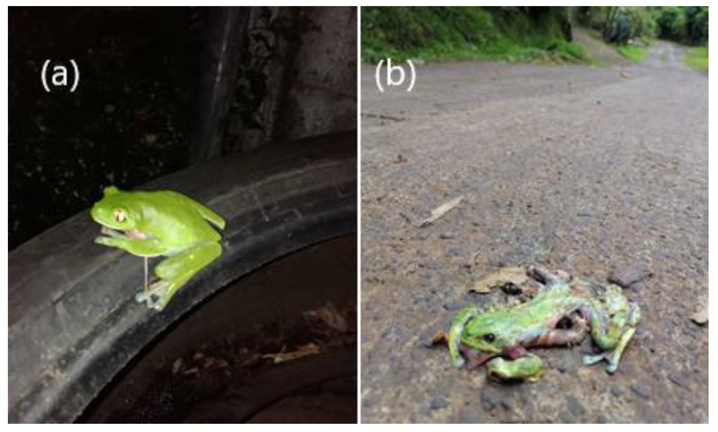 Diversity 13 00577 g005 Diversity 13 00577 g005