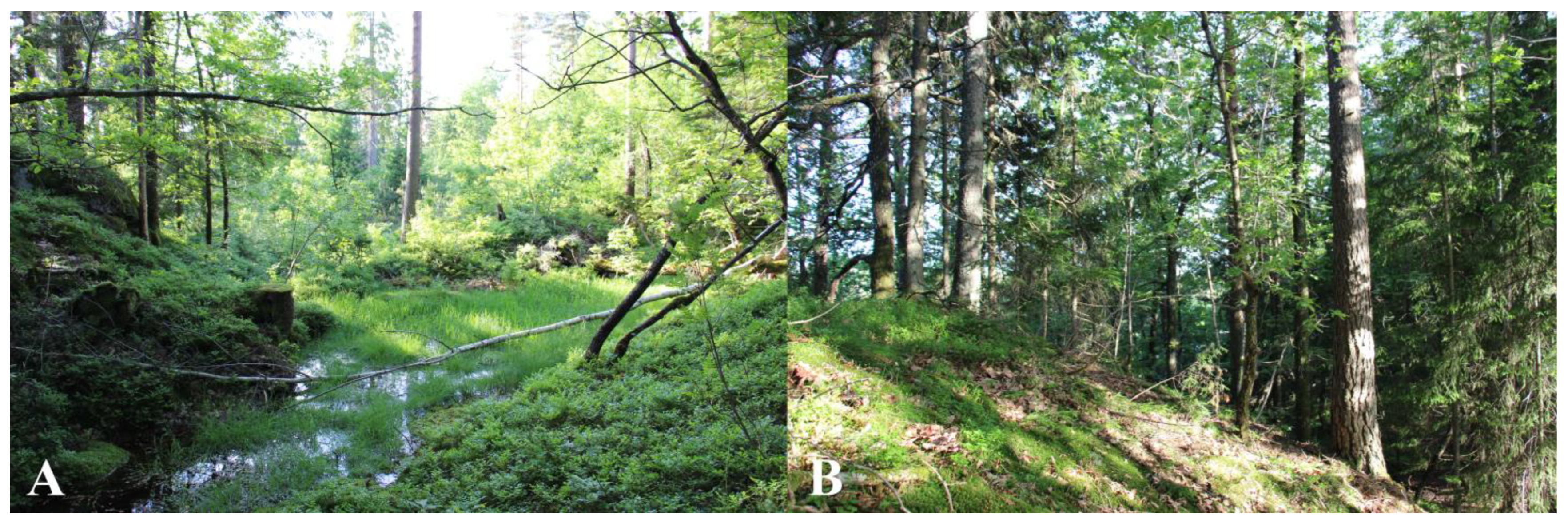 Diversity 13 00578 g002