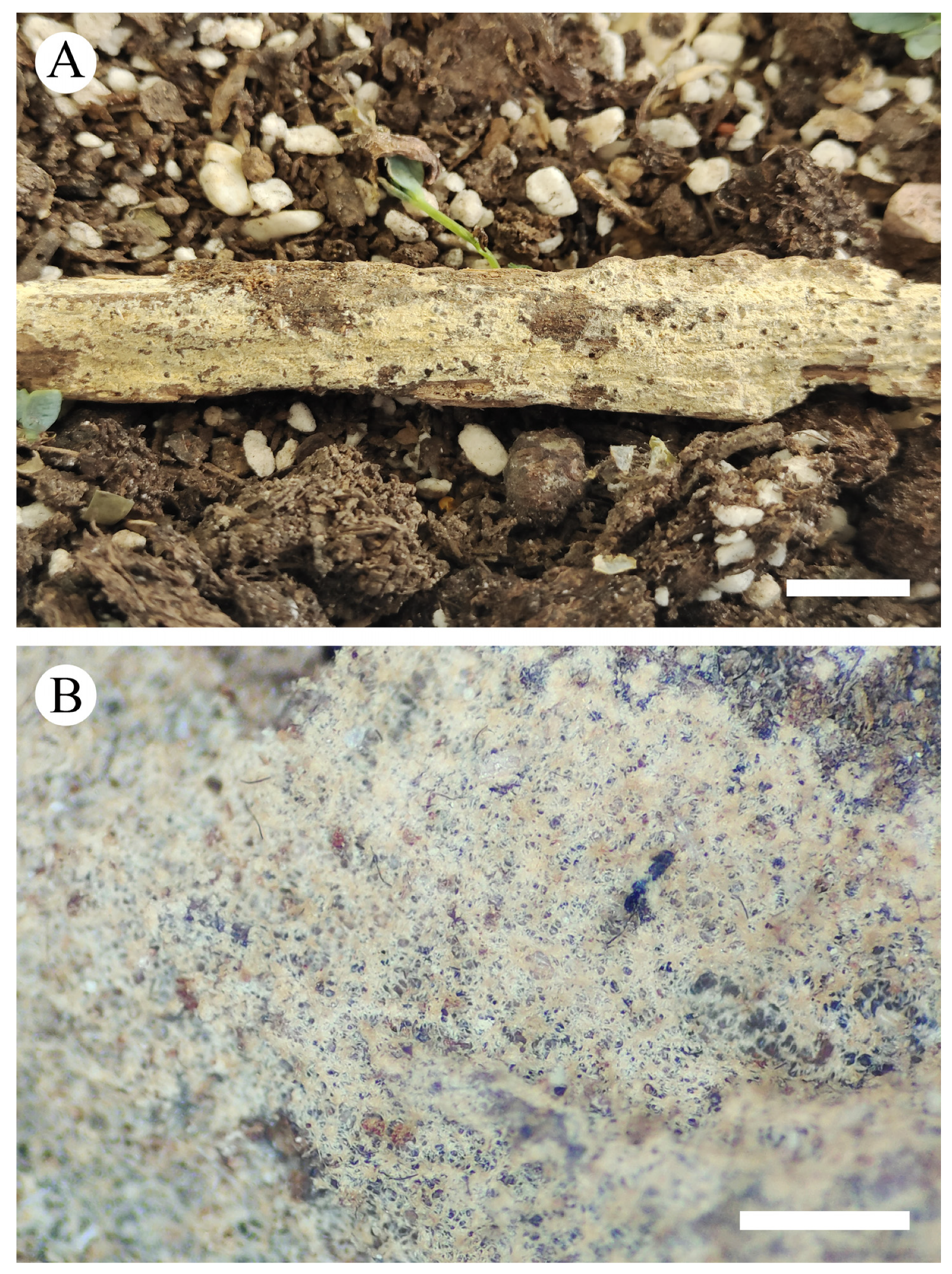 Diversity 13 00581 g003