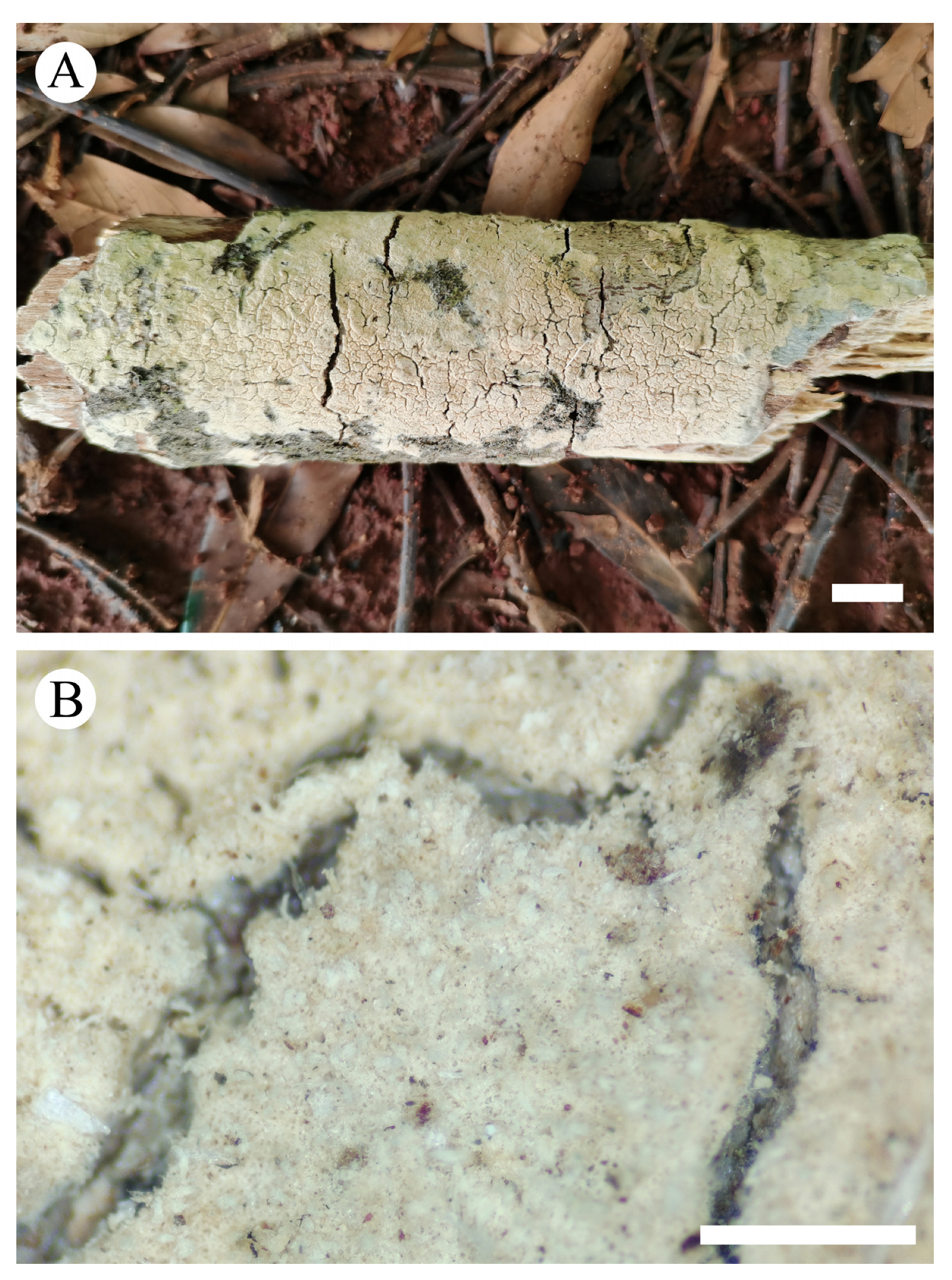 Diversity 13 00581 g006