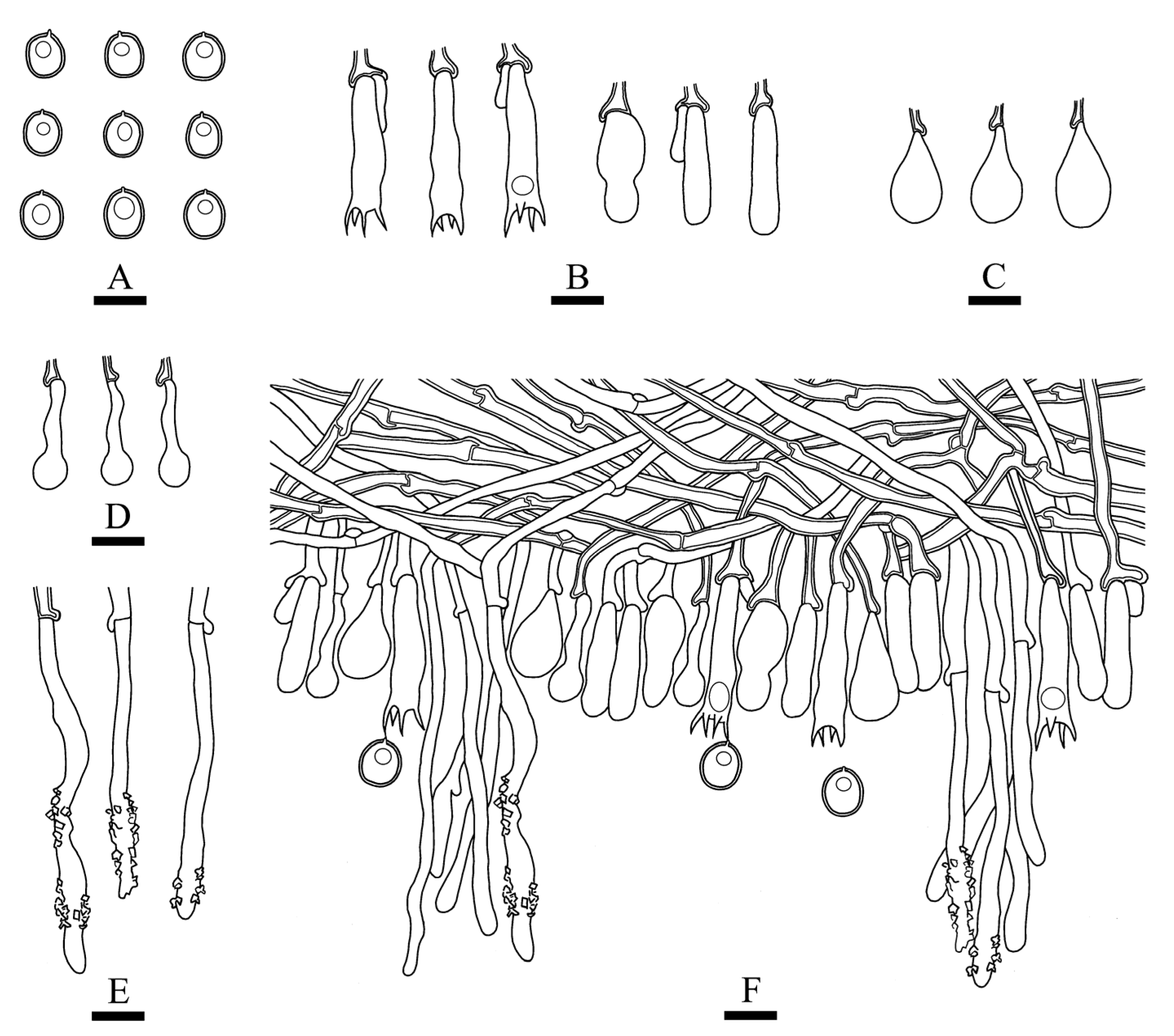 Diversity 13 00581 g008
