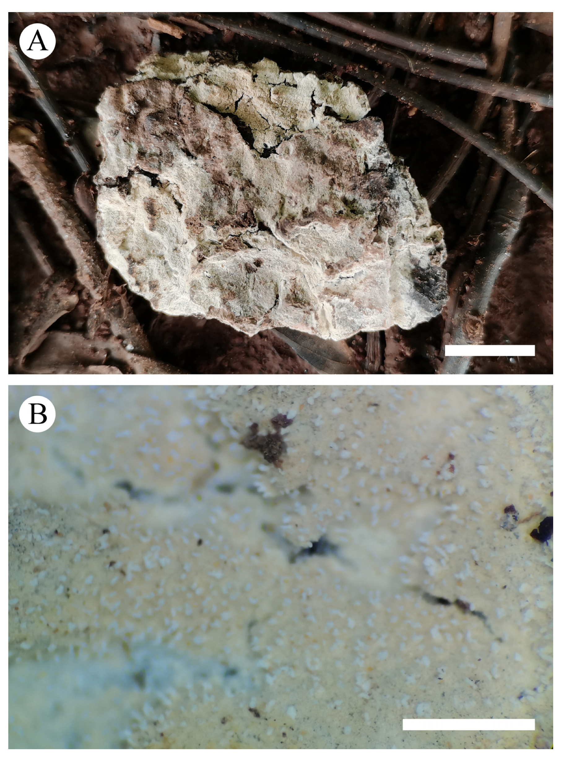 Diversity 13 00581 g009