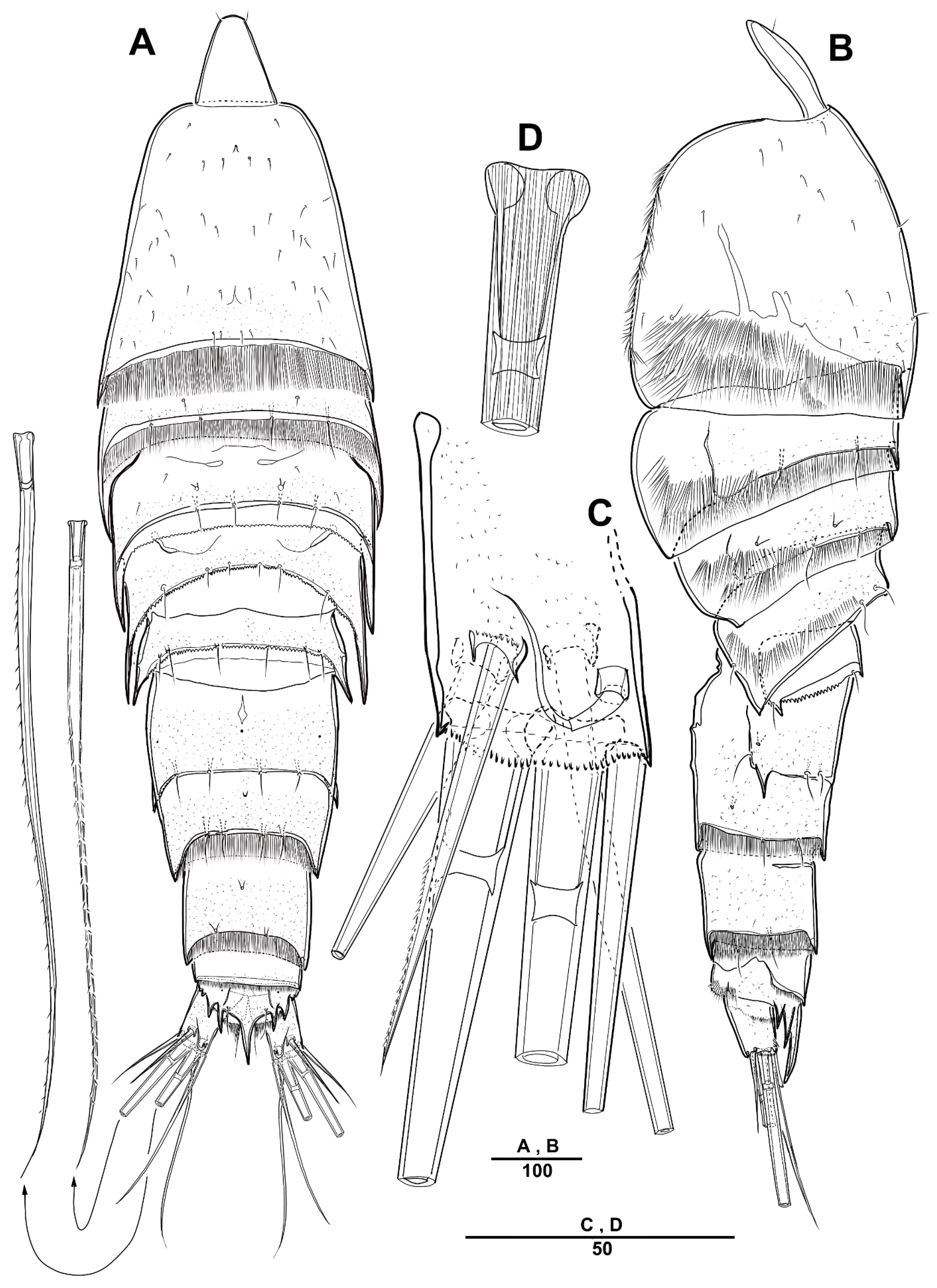 Diversity 13 00590 g002 Diversity 13 00590 g002