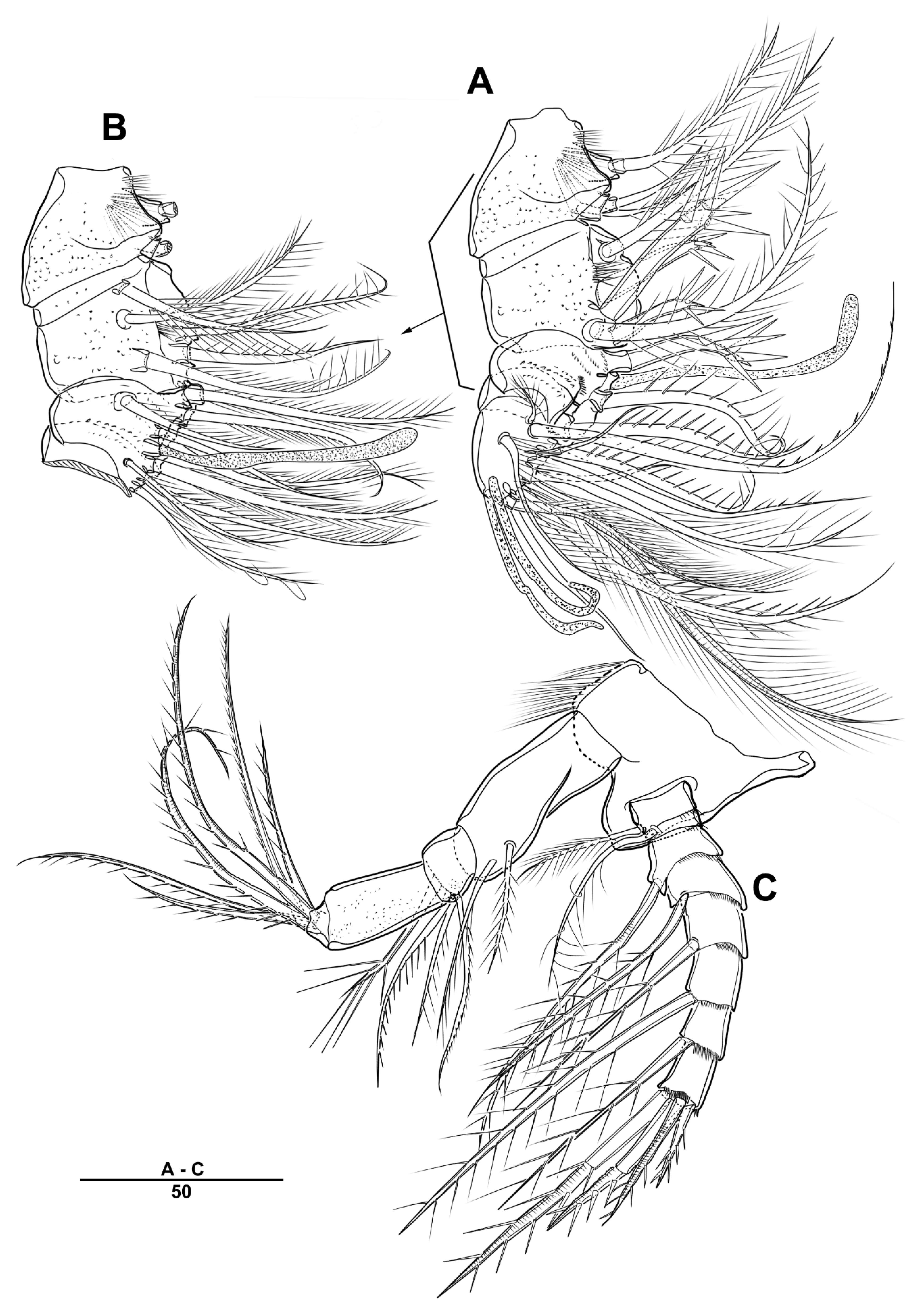 Diversity 13 00590 g004 Diversity 13 00590 g004