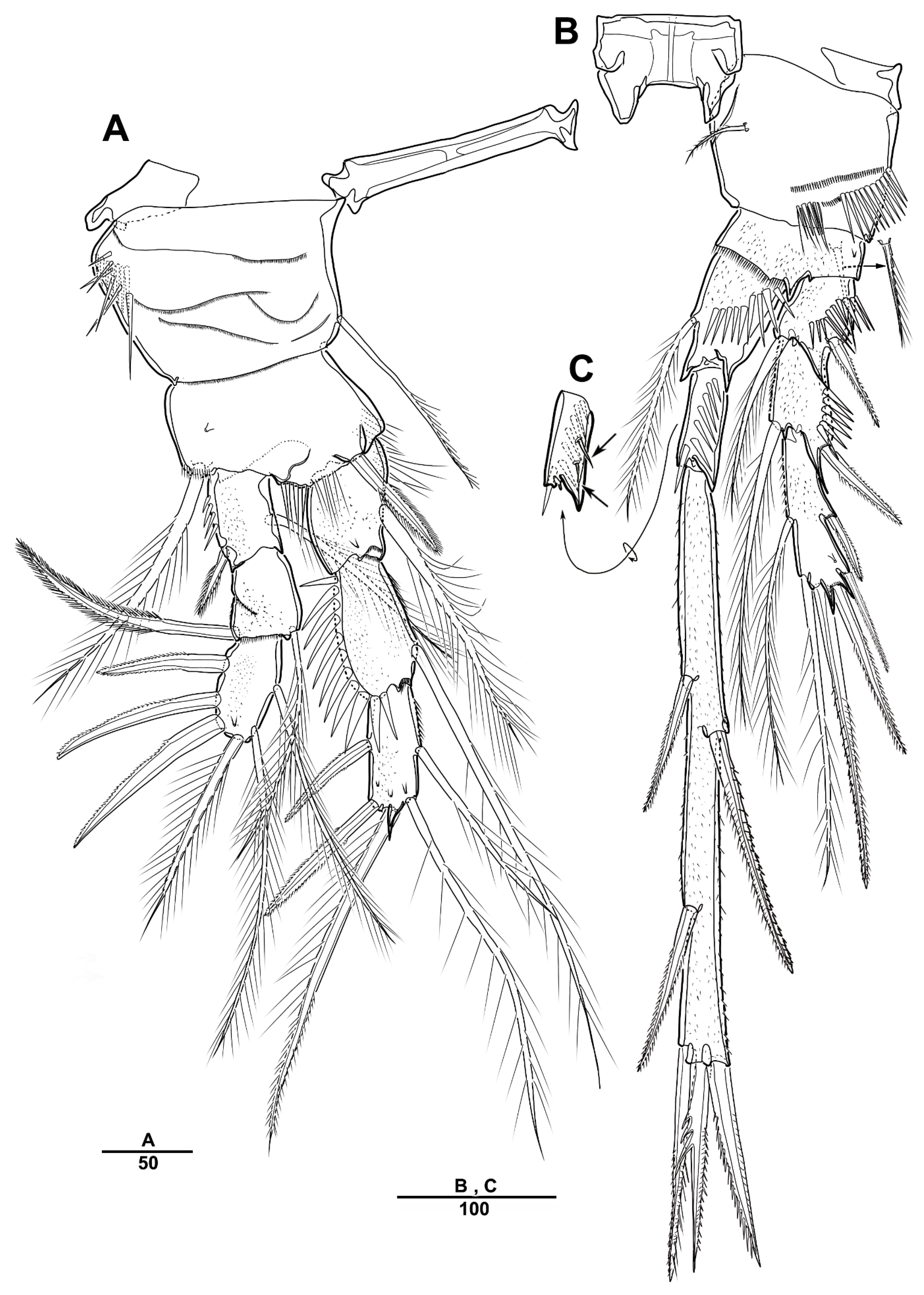 Diversity 13 00590 g006 Diversity 13 00590 g006