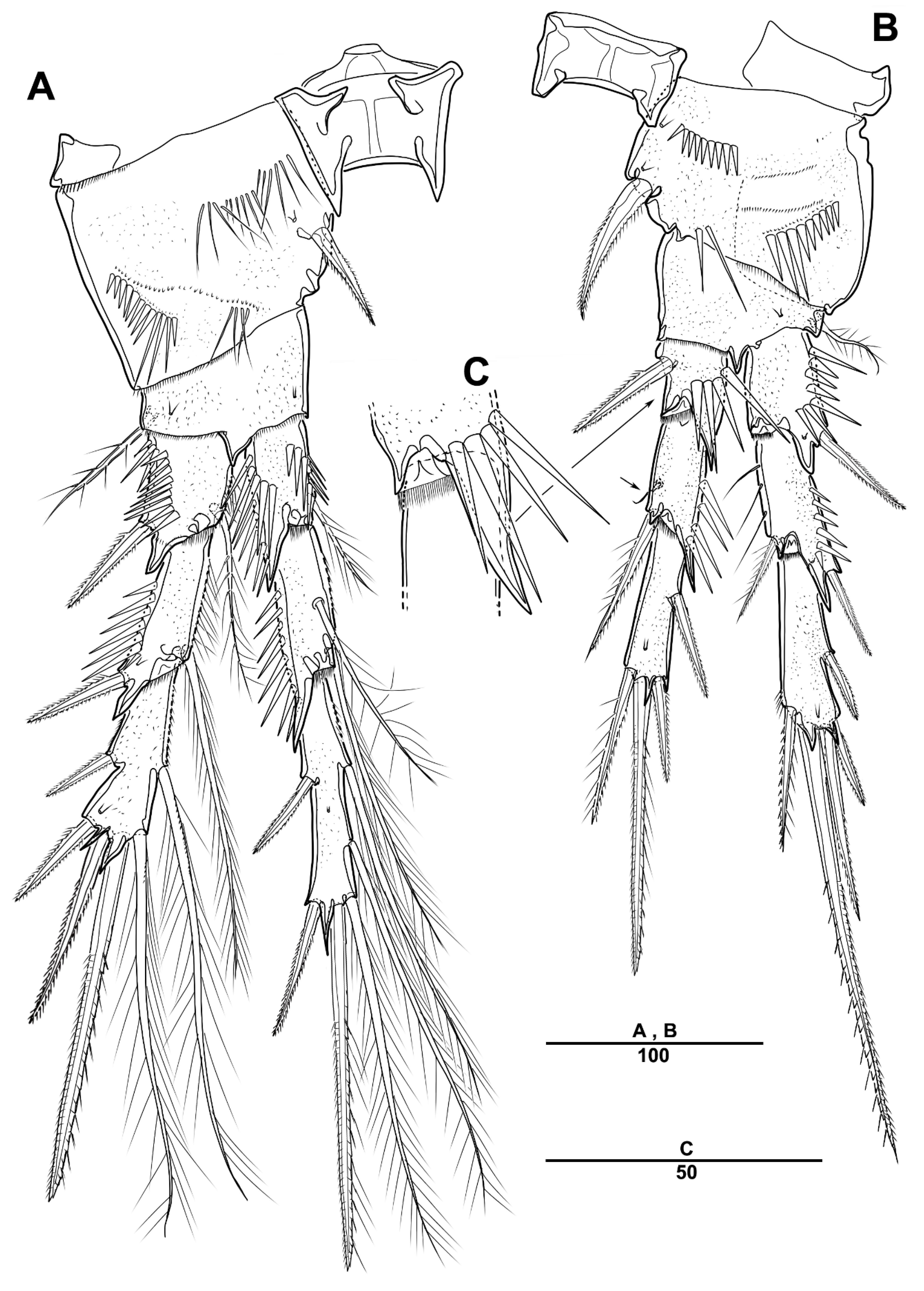 Diversity 13 00590 g007 Diversity 13 00590 g007