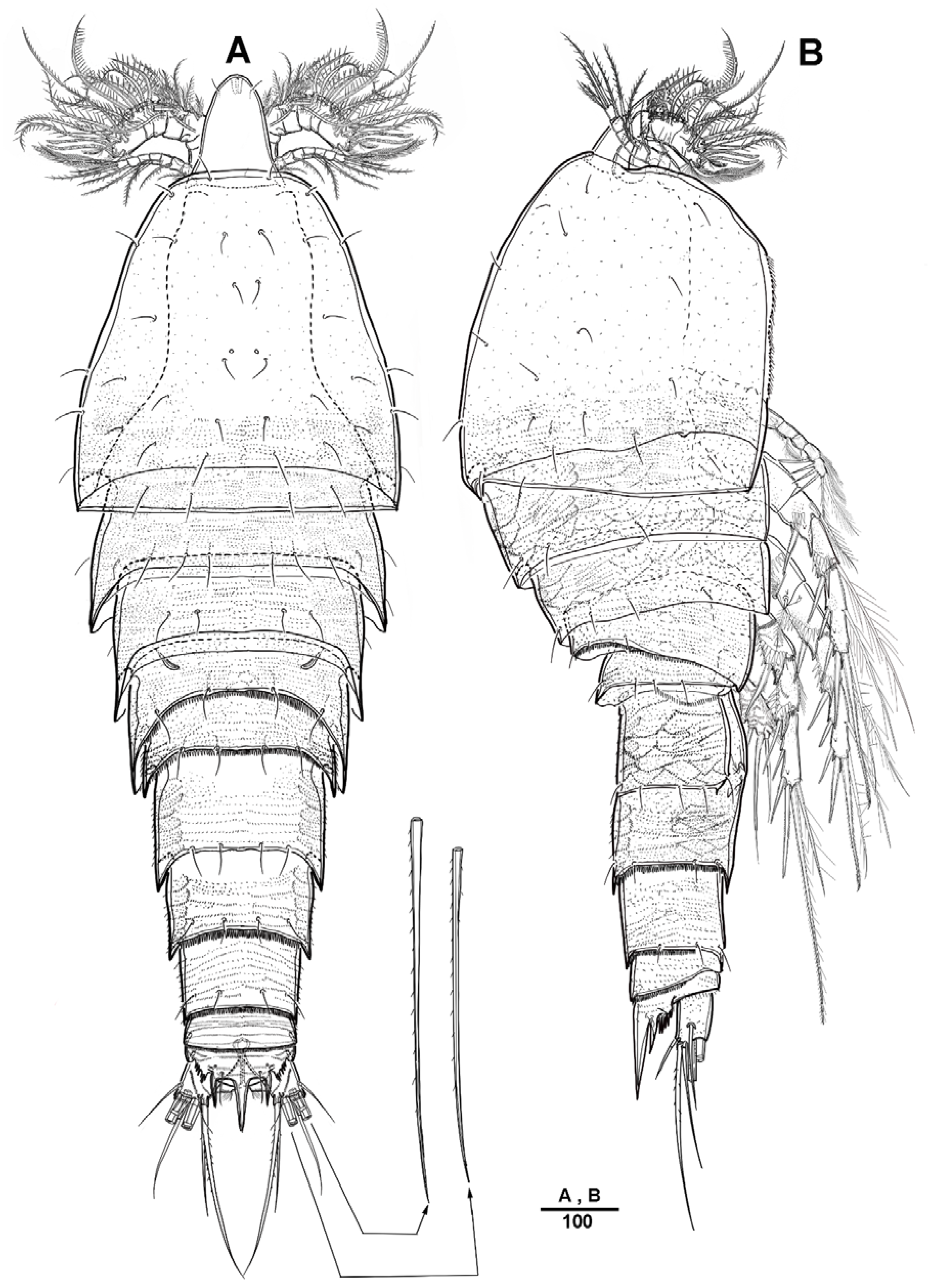 Diversity 13 00590 g008 Diversity 13 00590 g008