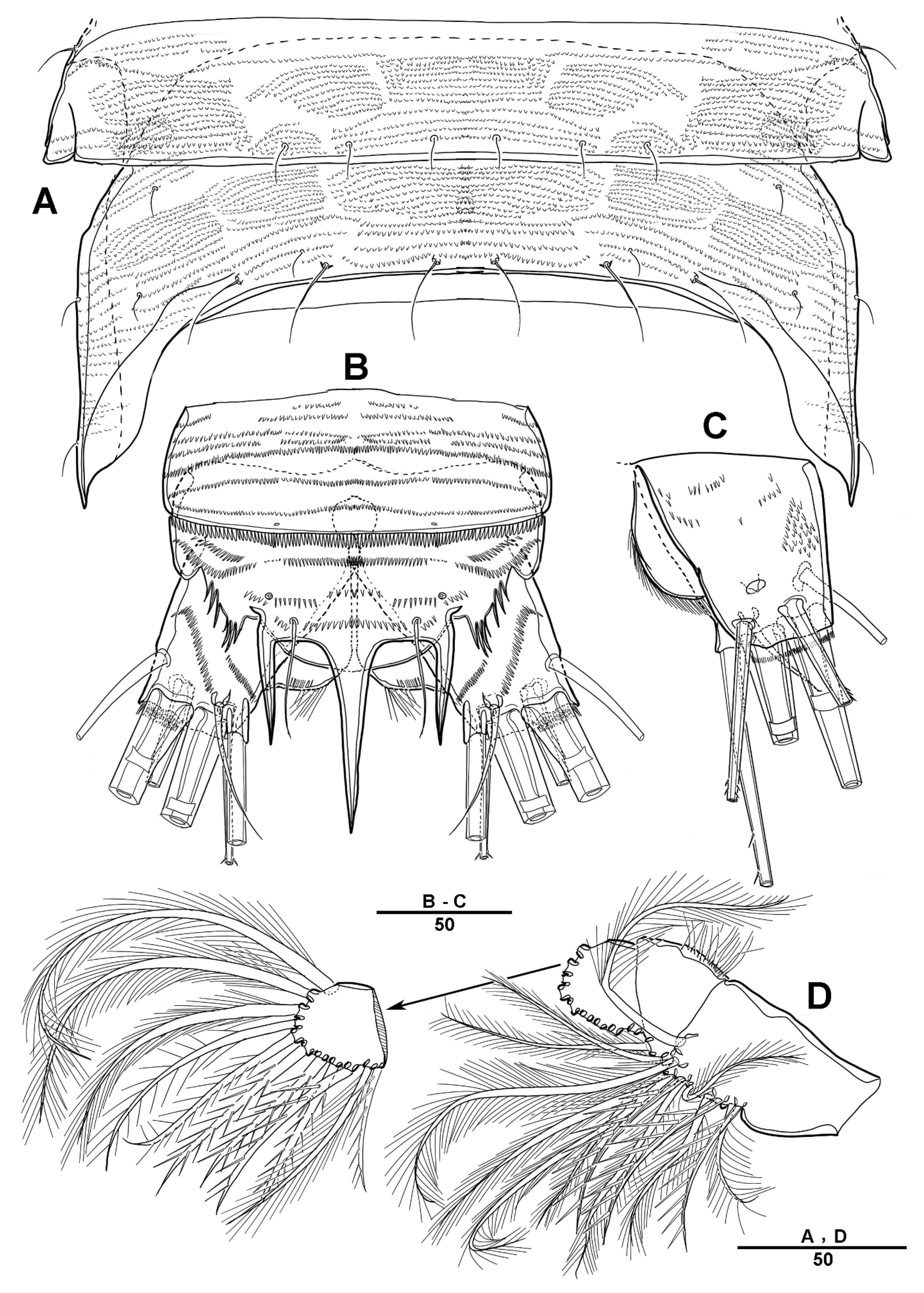 Diversity 13 00590 g009 Diversity 13 00590 g009