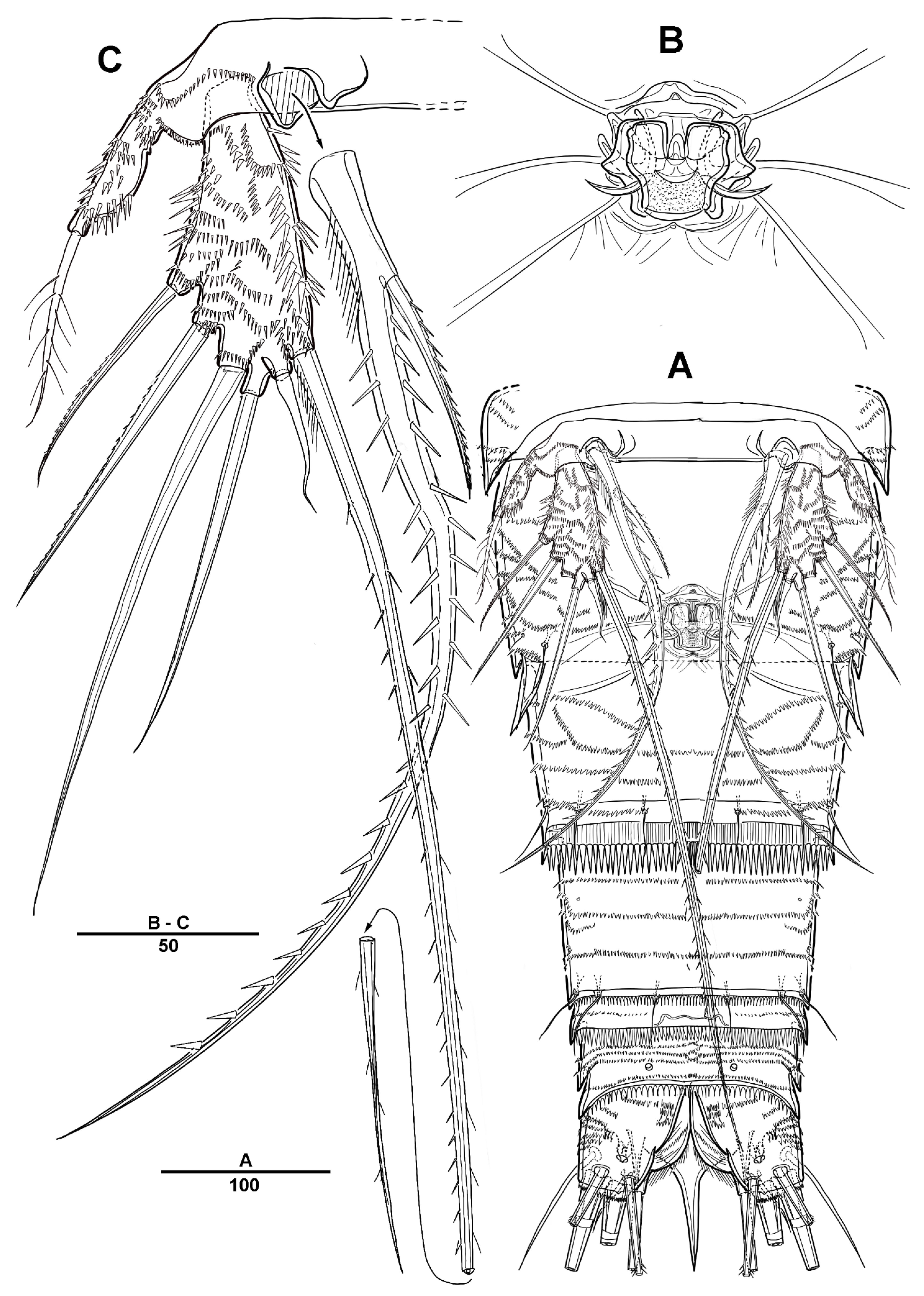 Diversity 13 00590 g010 Diversity 13 00590 g010