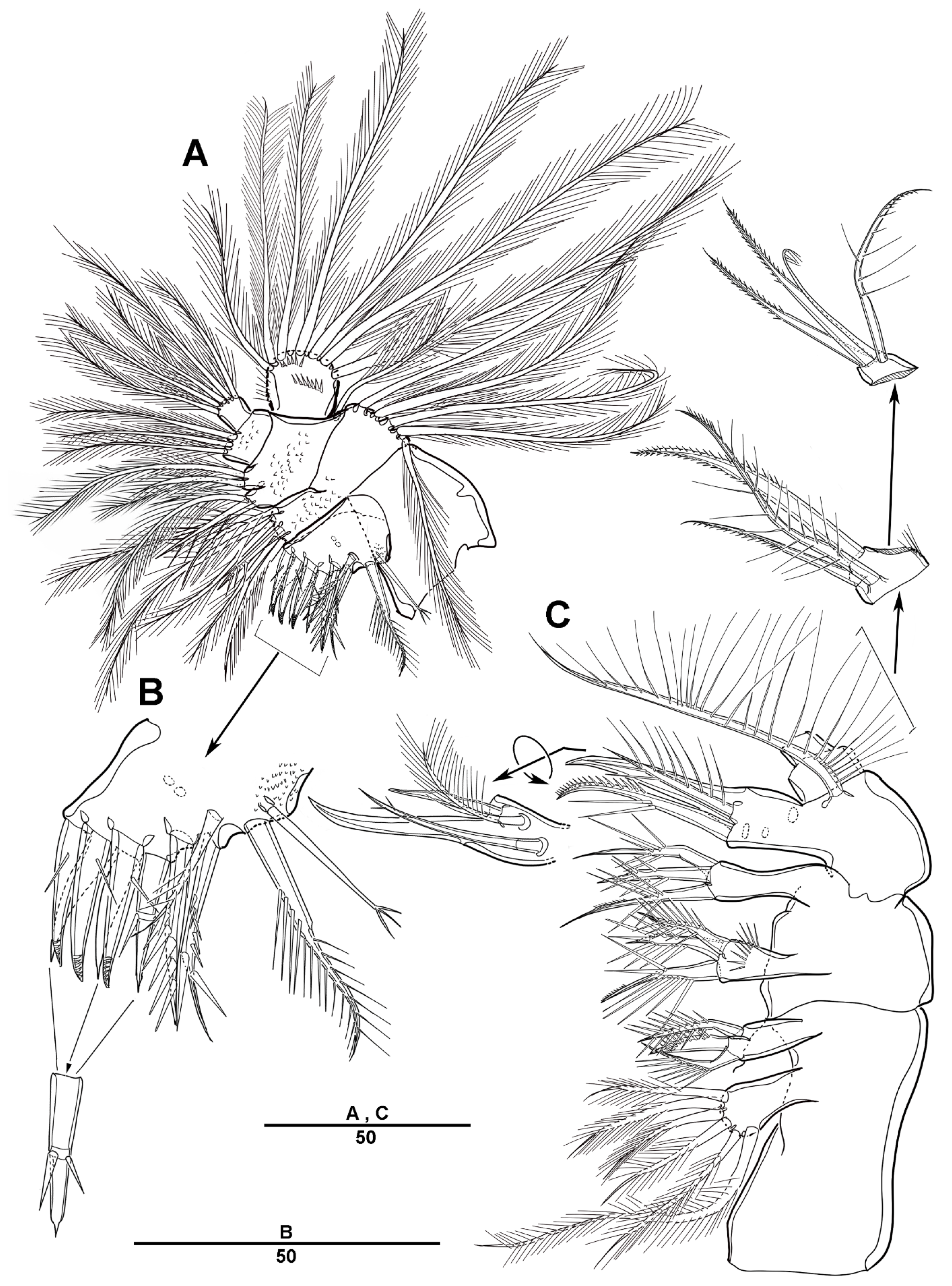 Diversity 13 00590 g013 Diversity 13 00590 g013