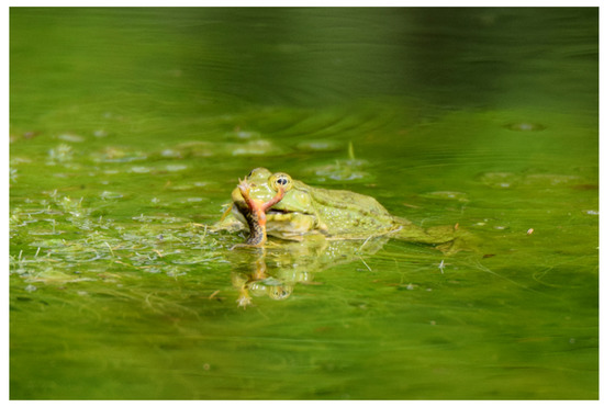 Predation Pressure of Invasive Marsh Frogs: A Threat to Native 