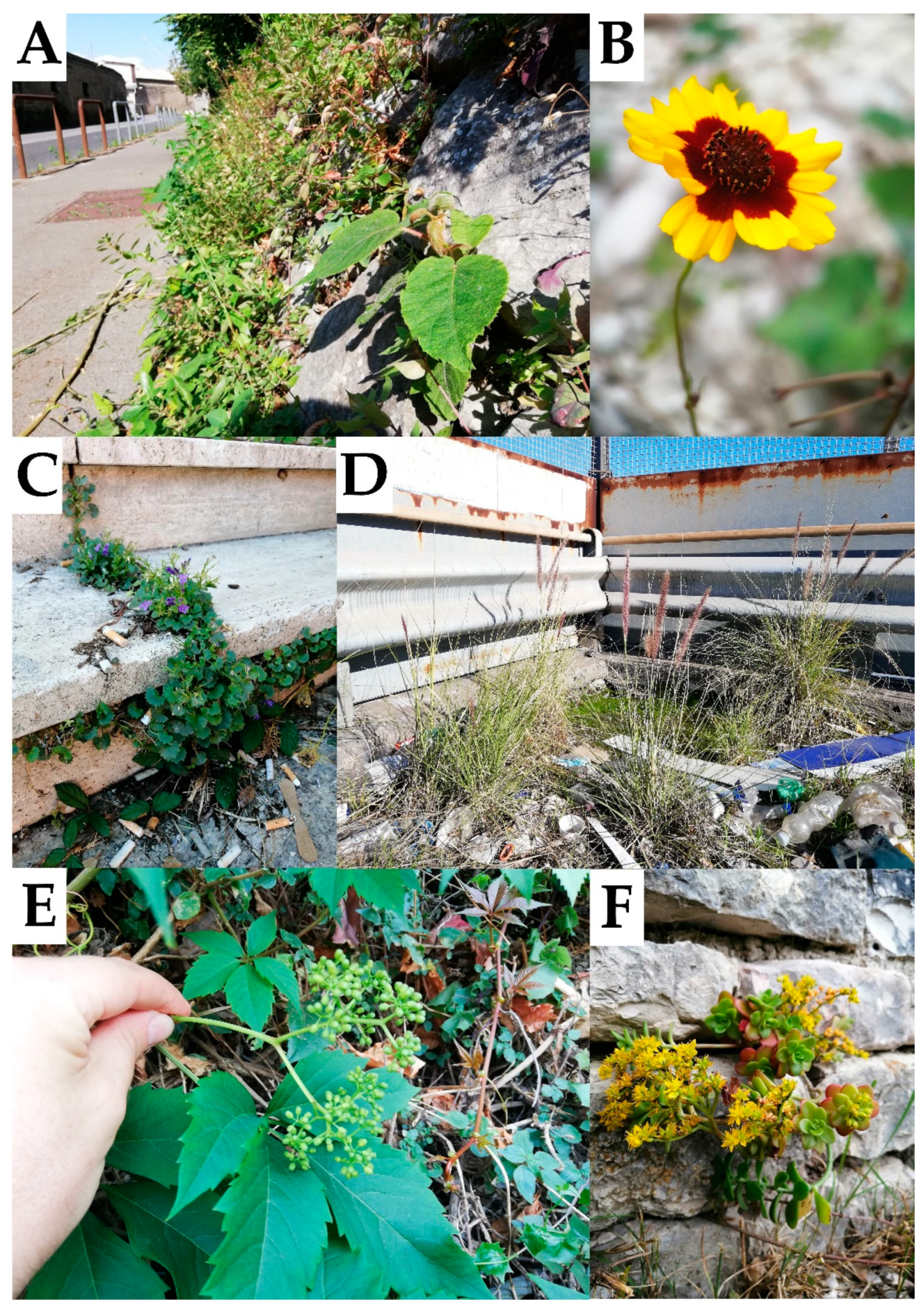 Diversity 13 00600 g002