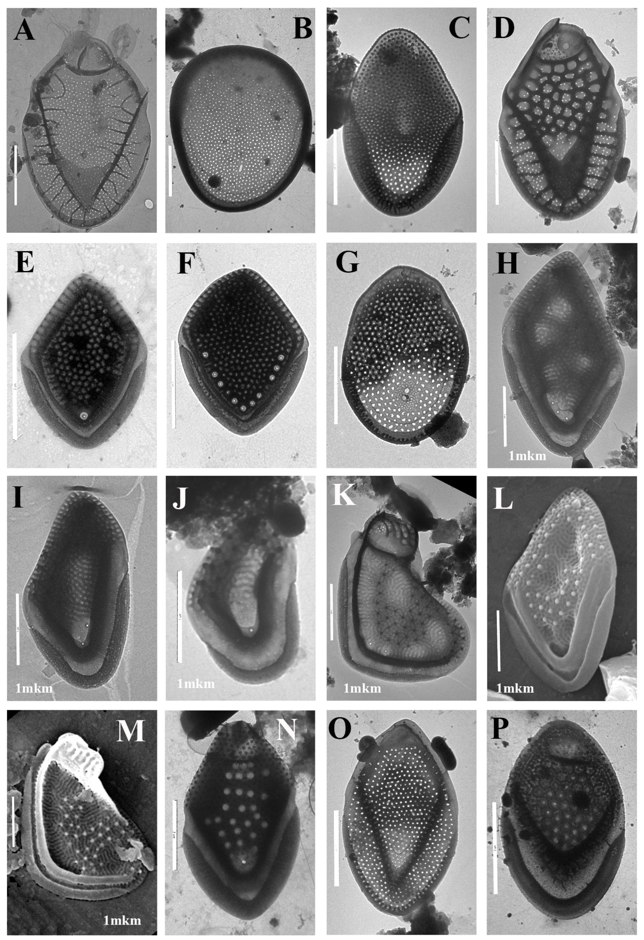 Diversity 13 00602 g002