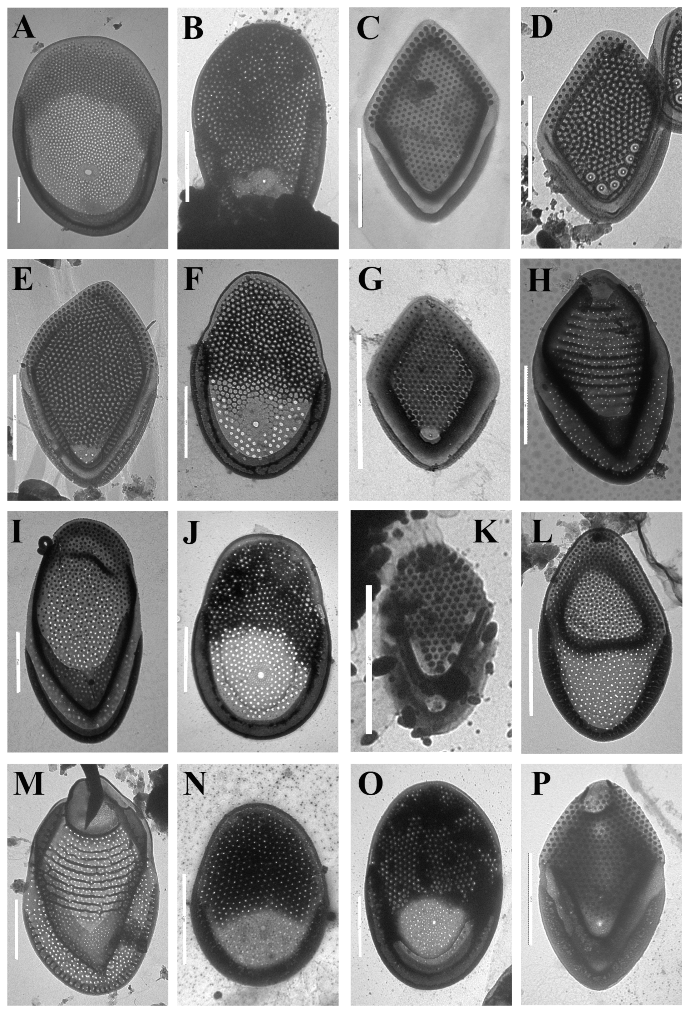 Diversity 13 00602 g003