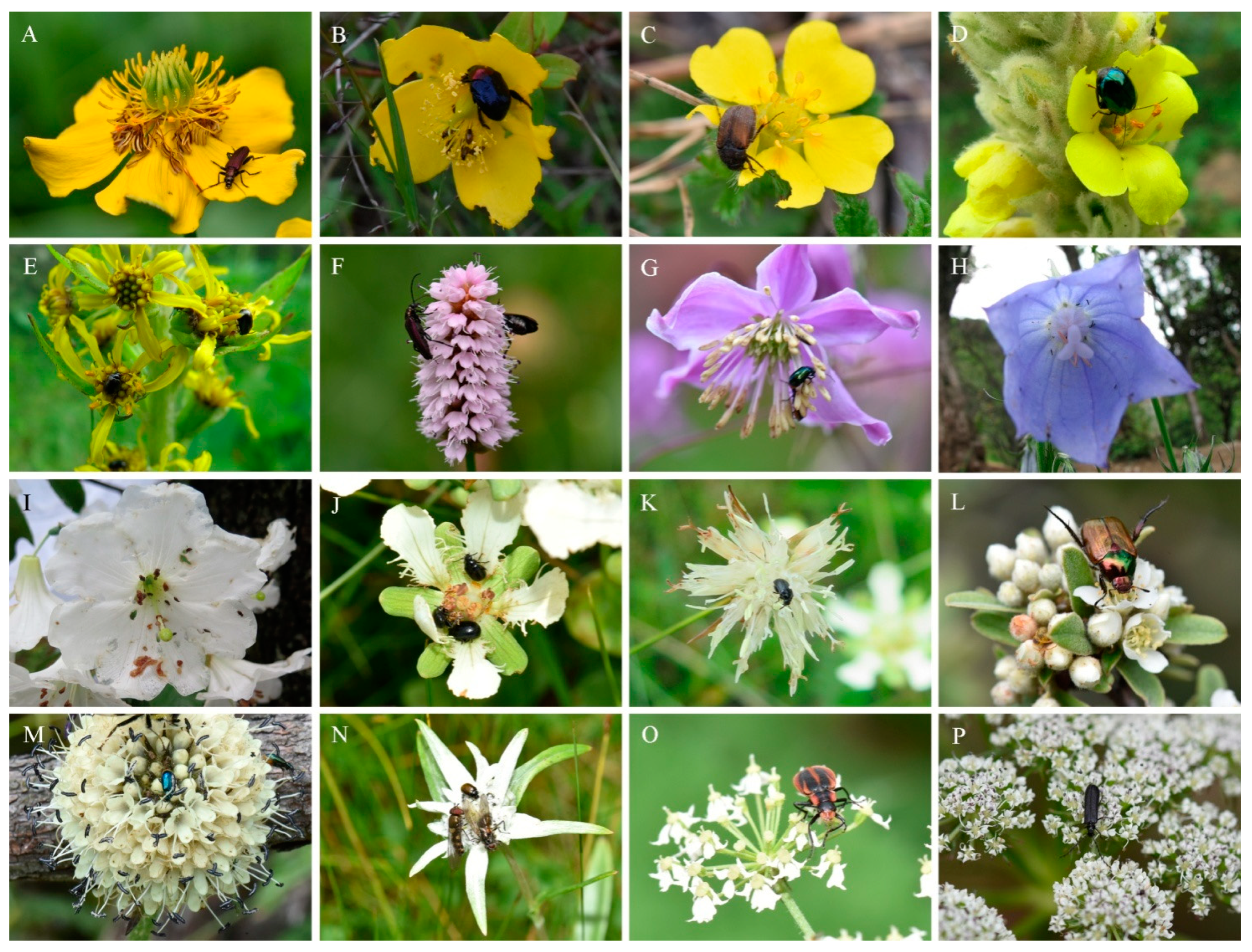 Diversity | Free Full-Text | Diversity of Flower Visiting Beetles at Higher  Elevations on the Yulong Snow Mountain (Yunnan, China)