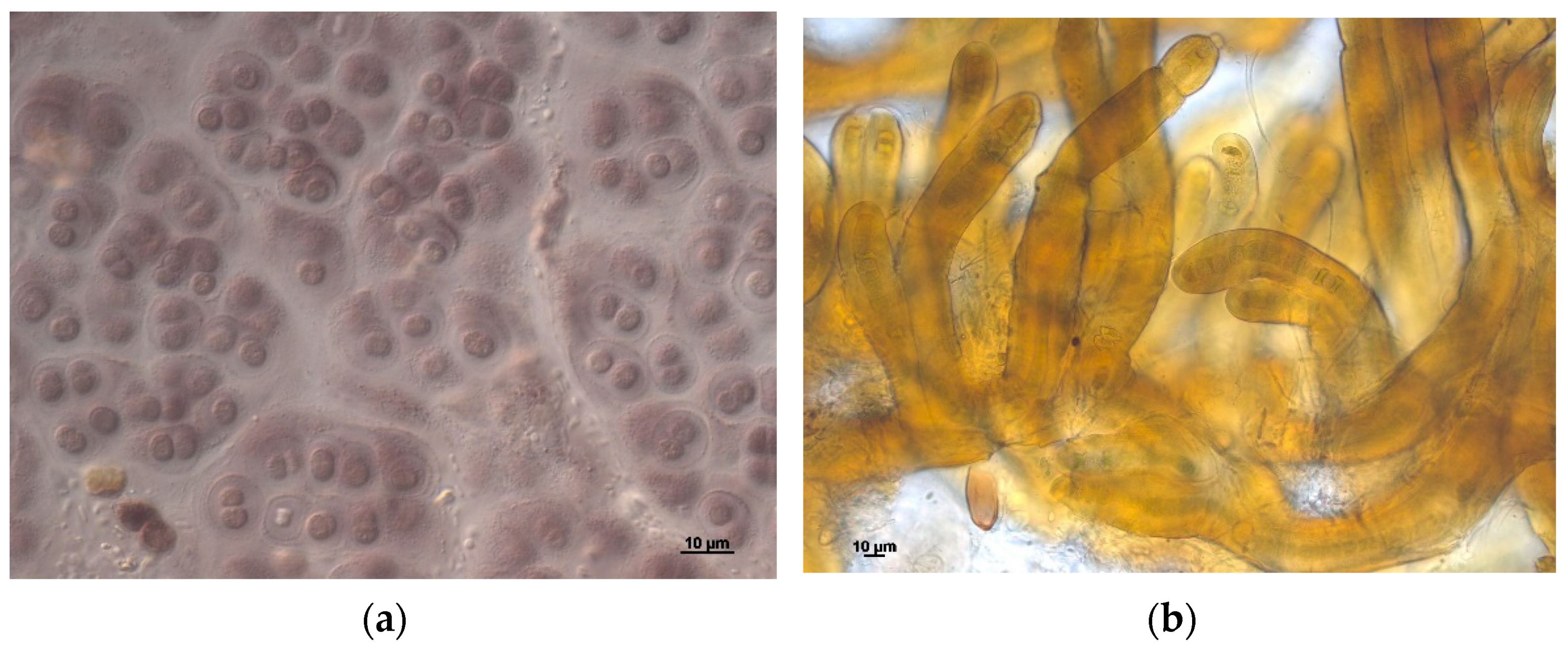 Diversity 13 00607 g005 550