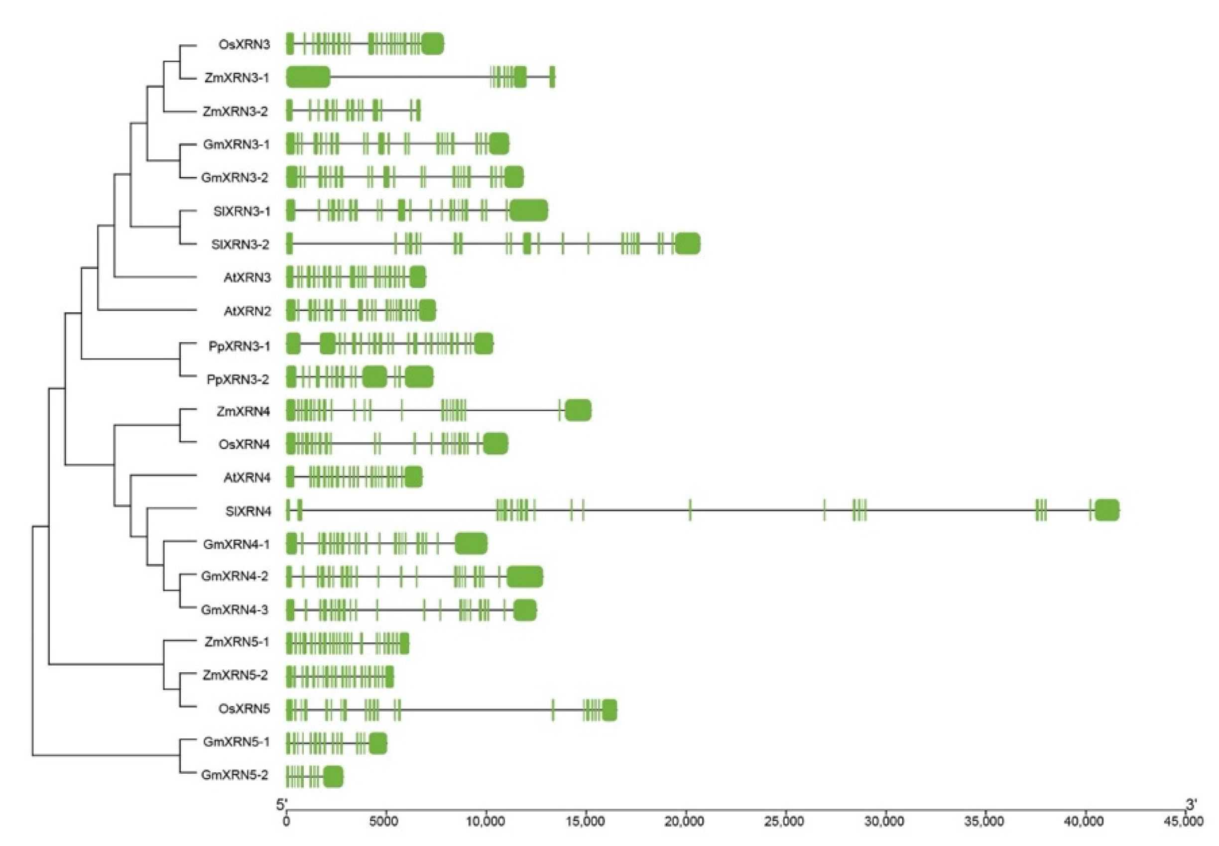 Diversity 13 00612 g002