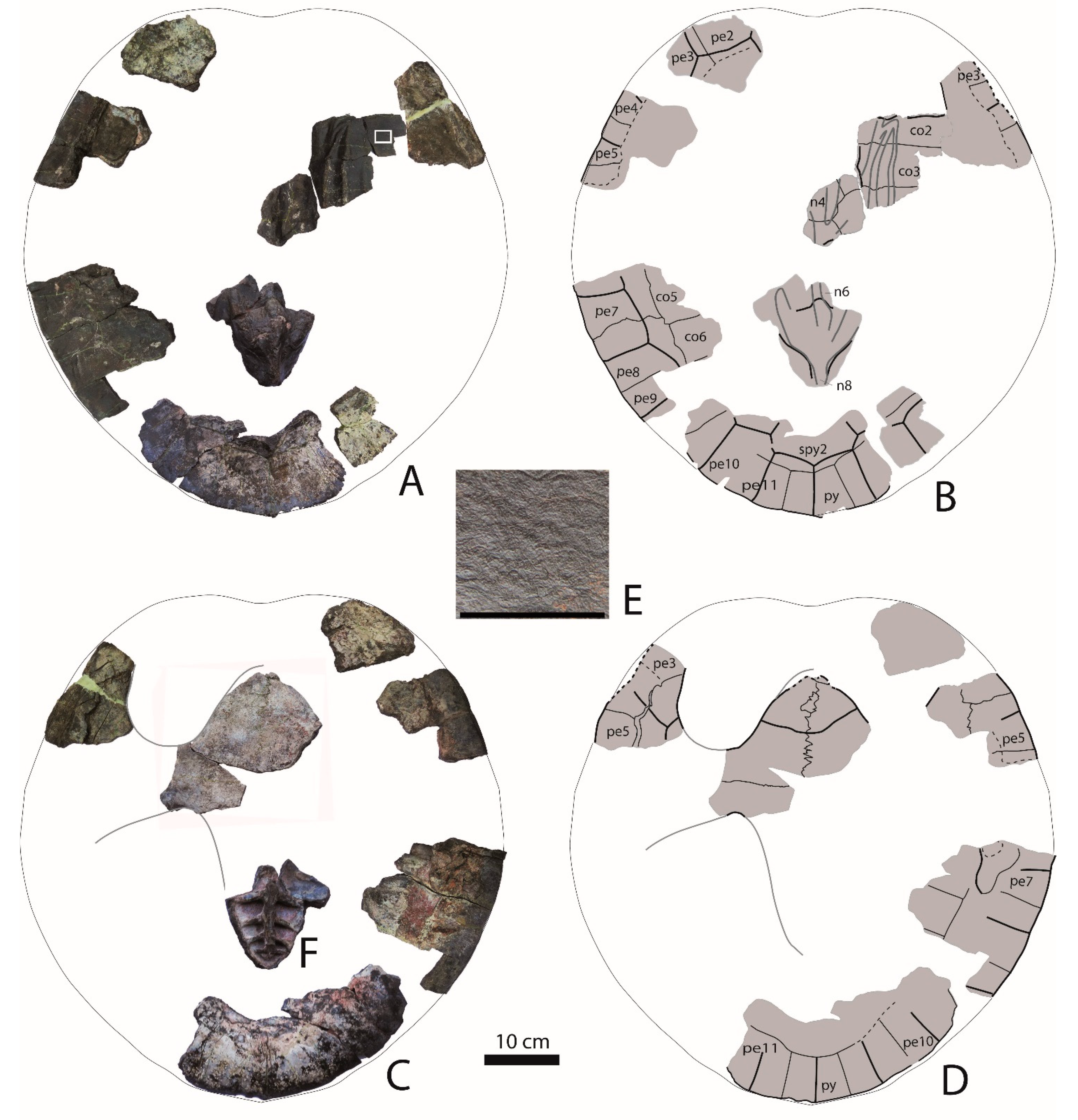 Diversity 13 00630 g002