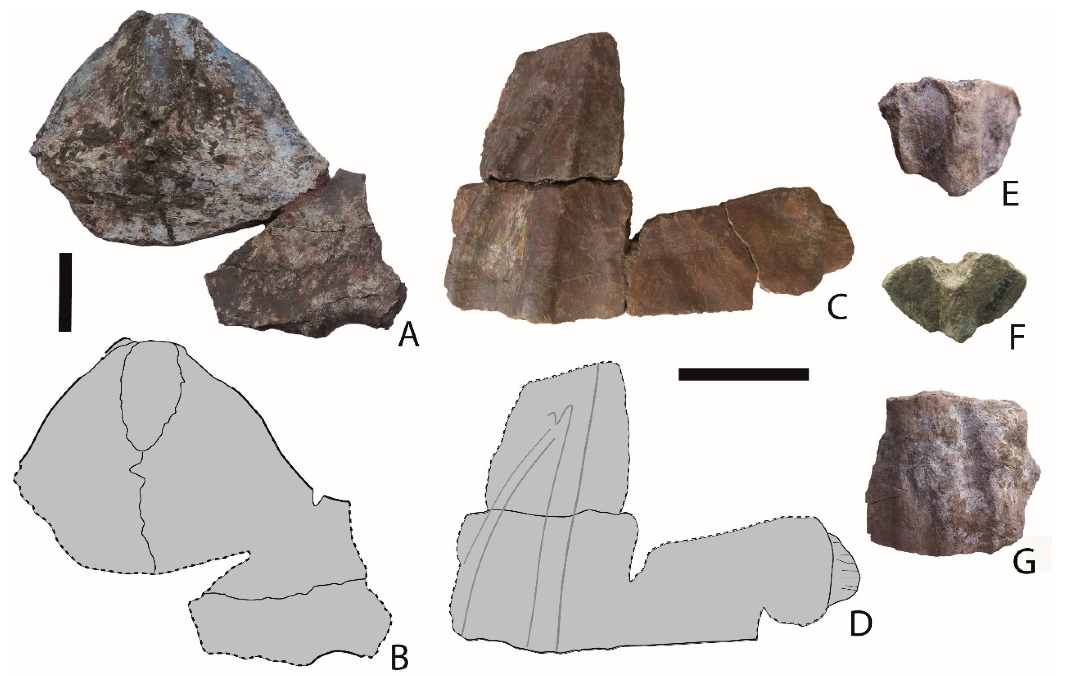 Diversity 13 00630 g003