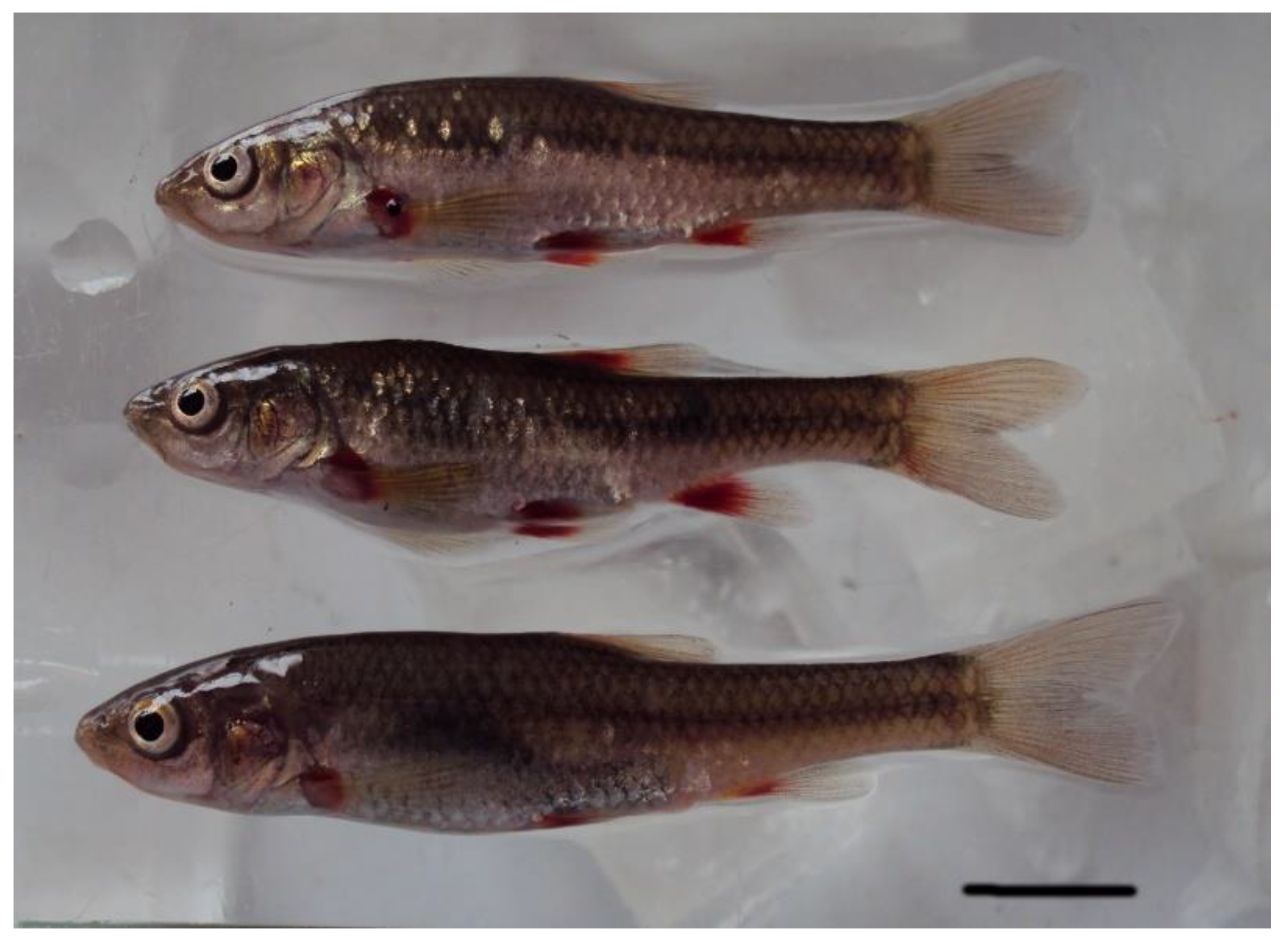 Diversity 13 00635 g001