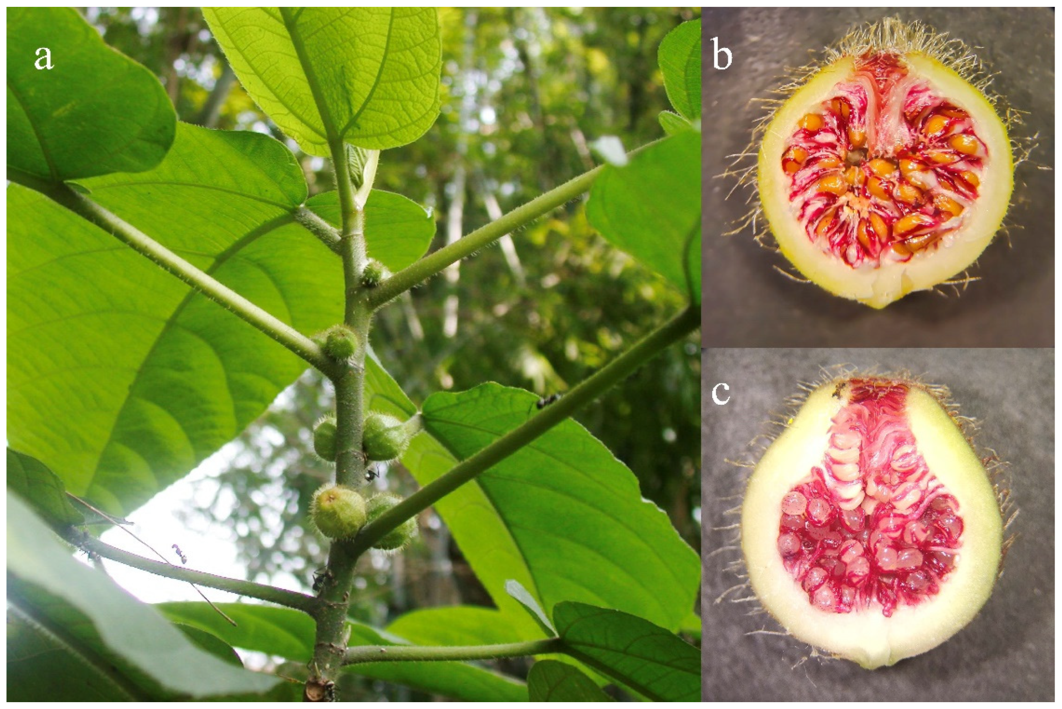 Diversity 13 00636 g001