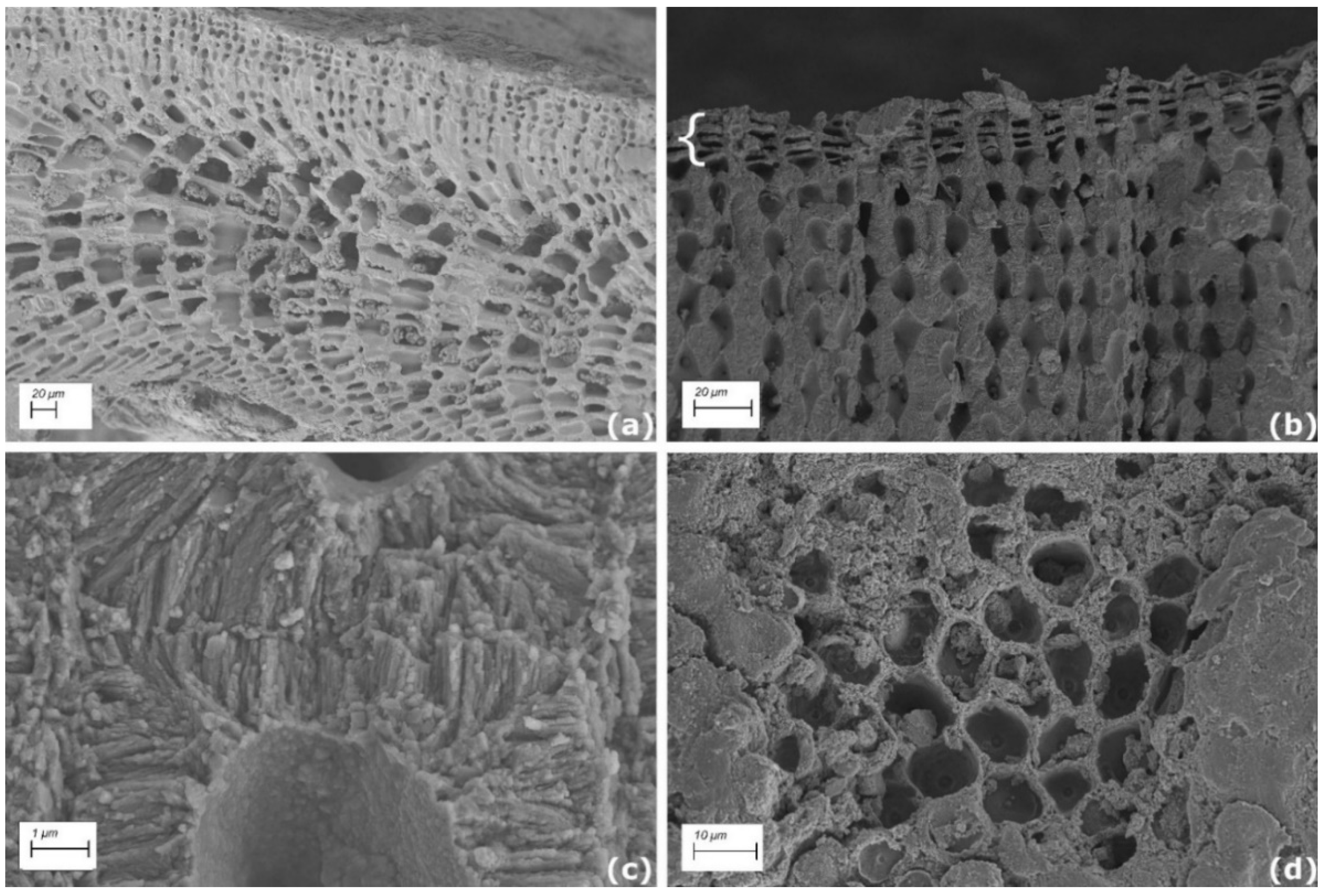 Diversity 13 00640 g001